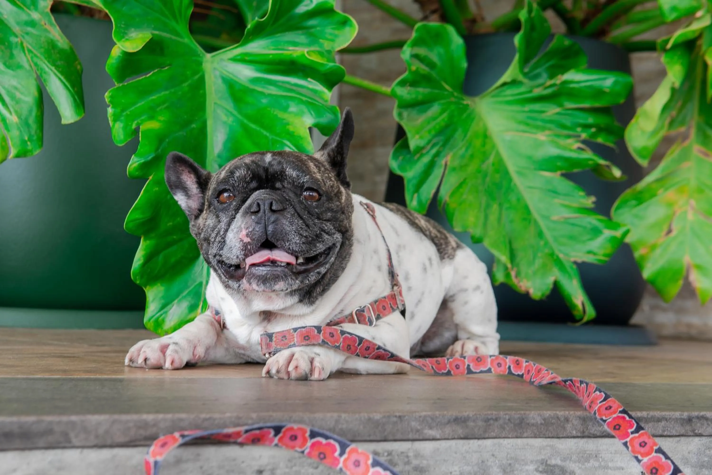 Pets in ibis Styles Curitiba Aeroporto