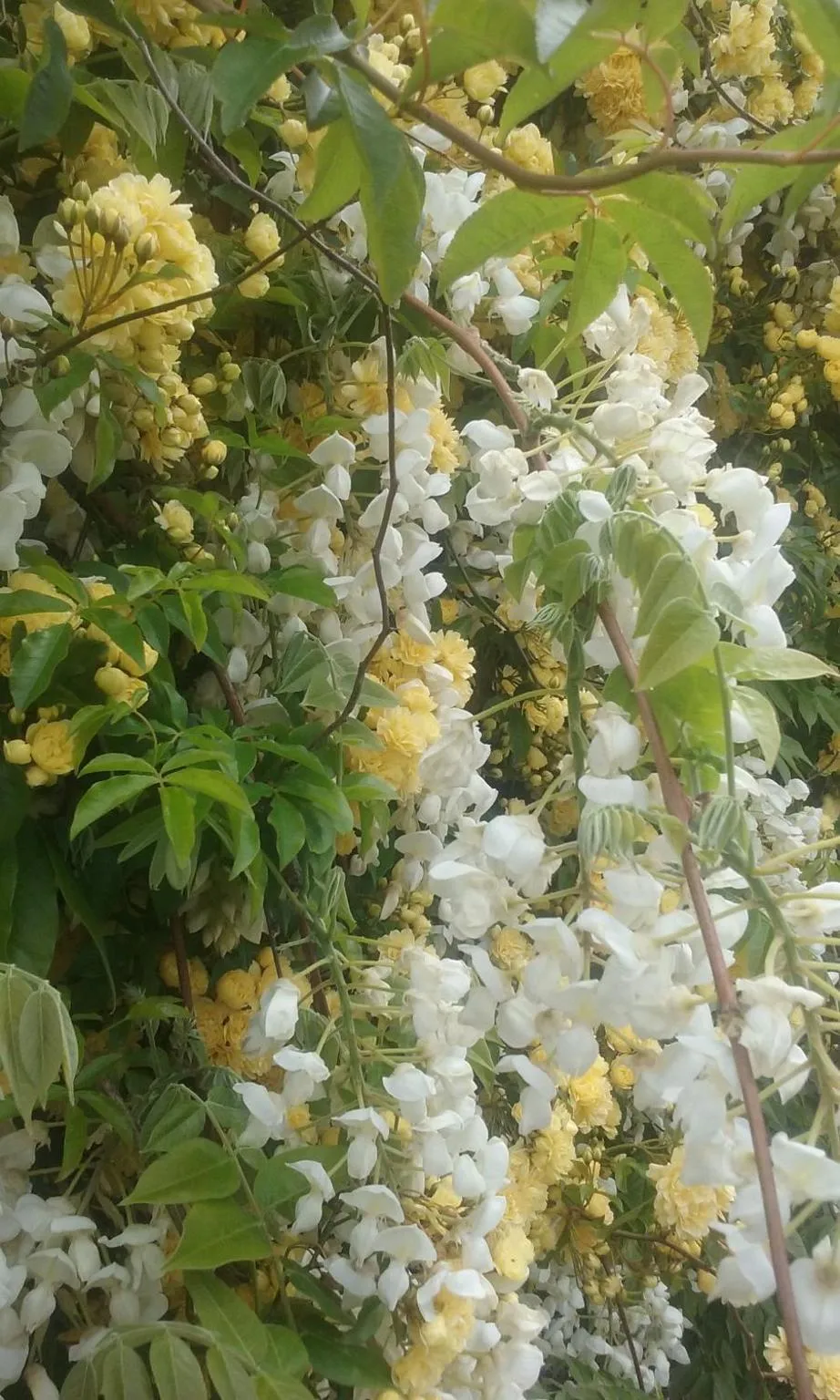Garden in Magnolia Cottage