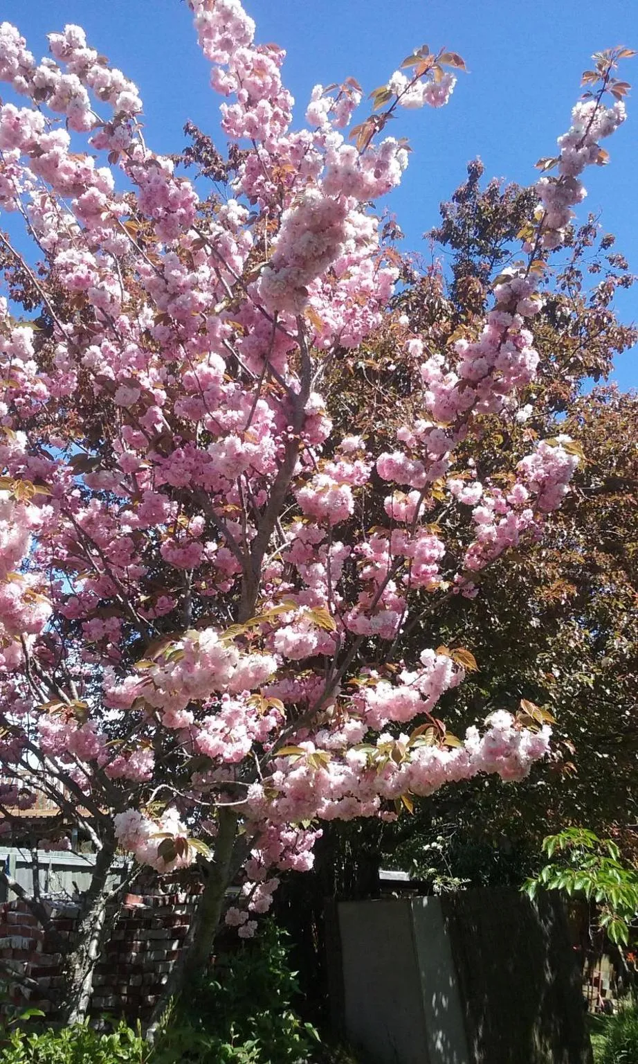 Garden in Magnolia Cottage