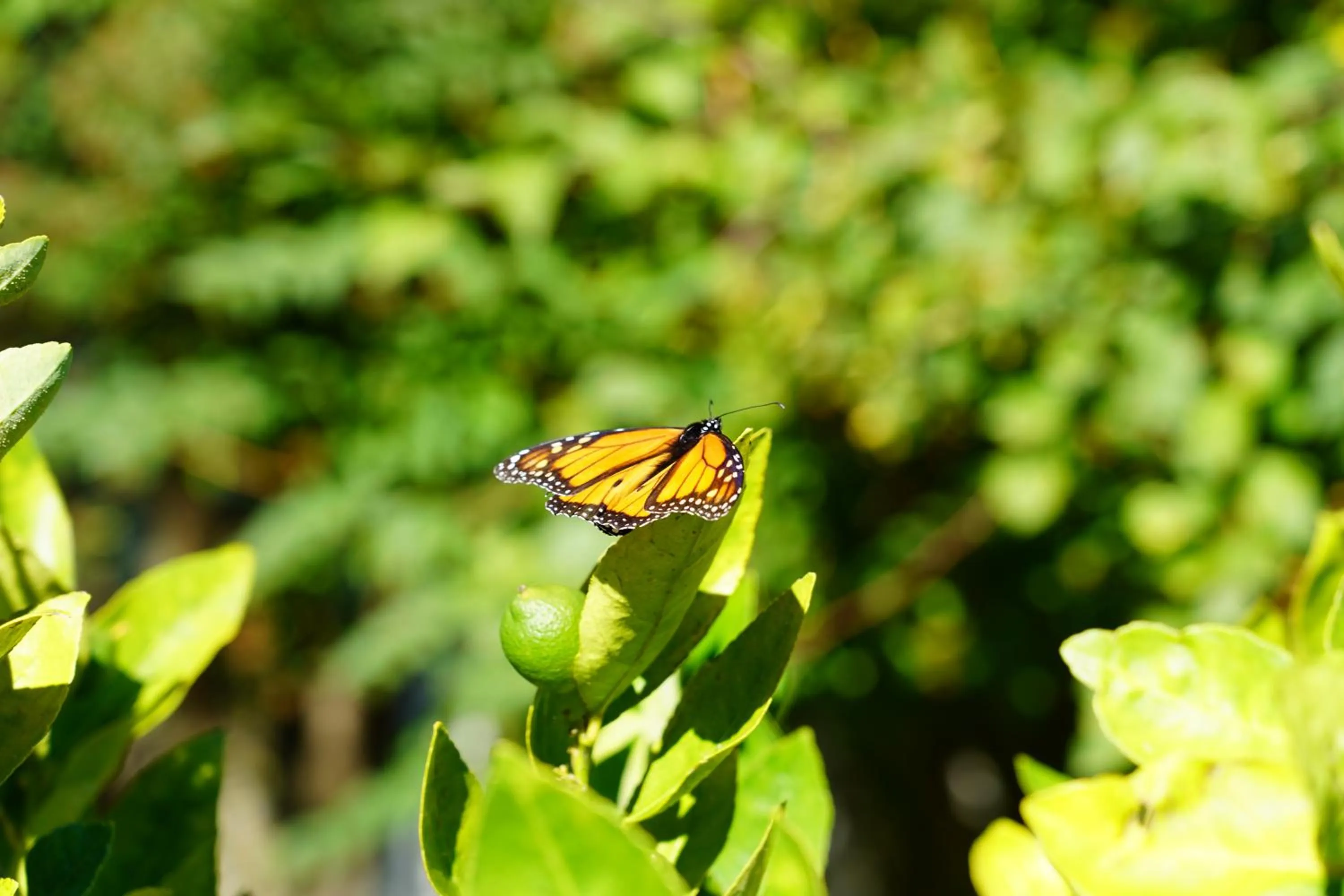 Garden in Magnolia Cottage