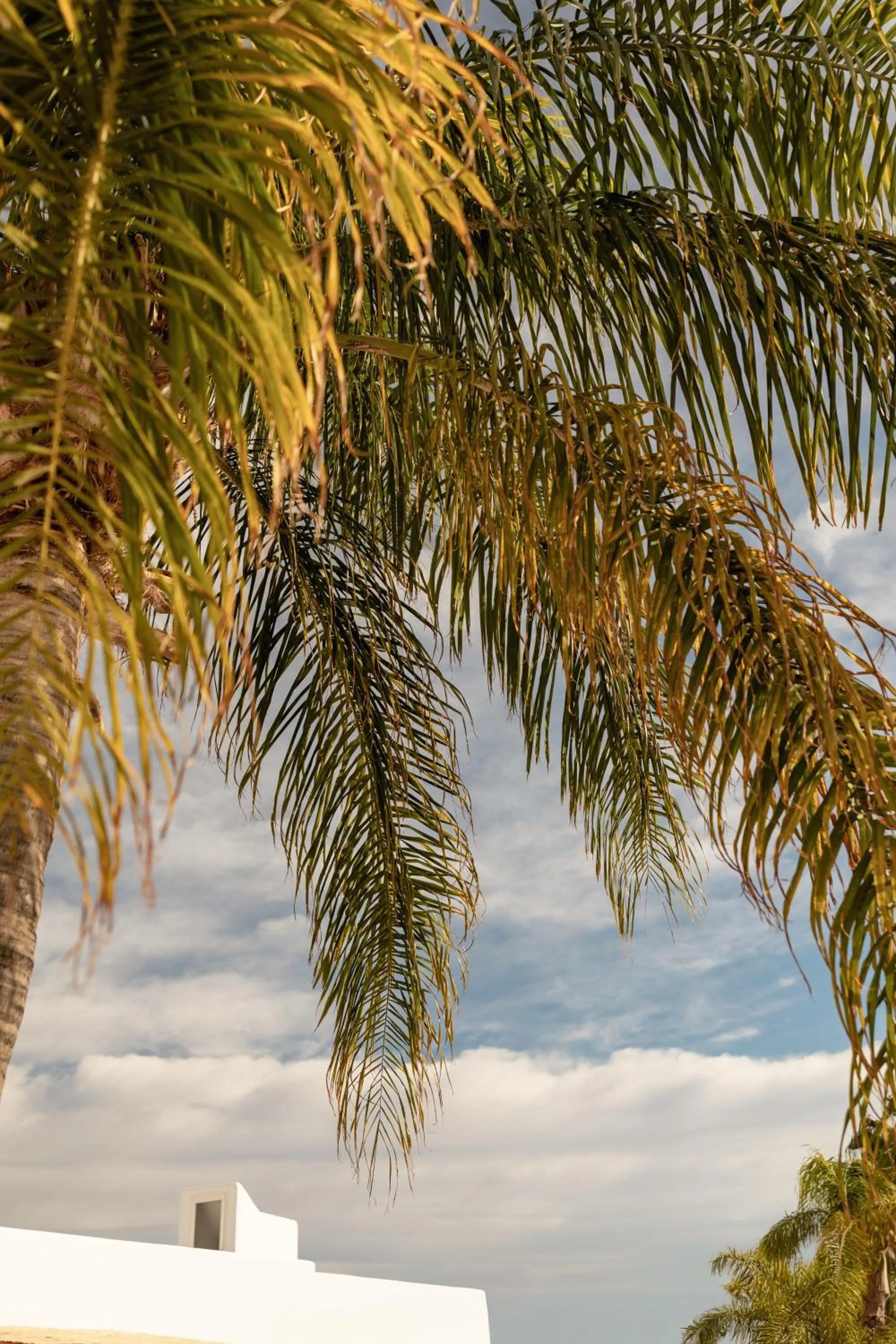 Garden in Siete Villas Olivencia Natural