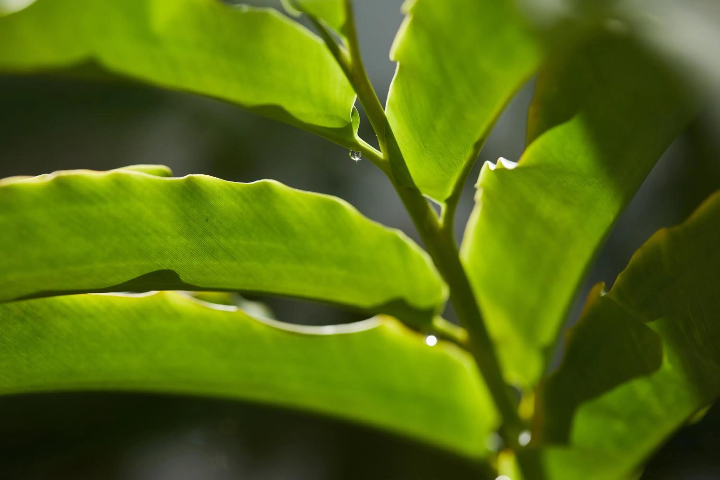 Natural landscape in InterContinental Hayman Great Barrier Reef