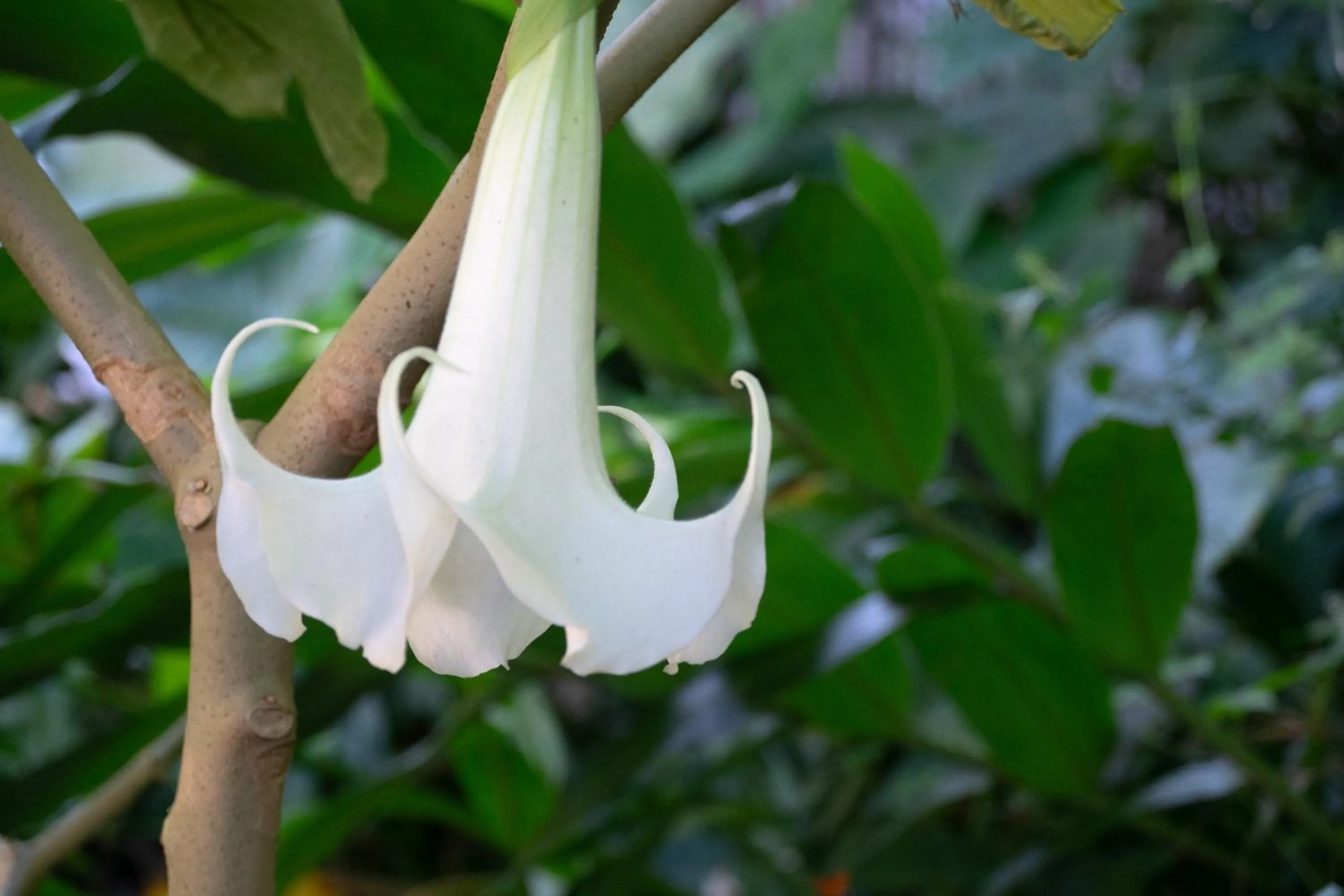 Decorative detail in Gingerhill Farm Retreat