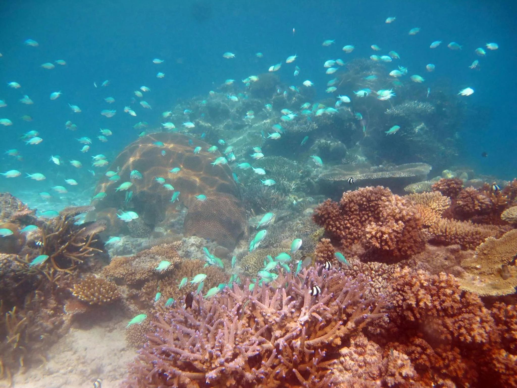 Snorkeling in Mantaray Island Resort