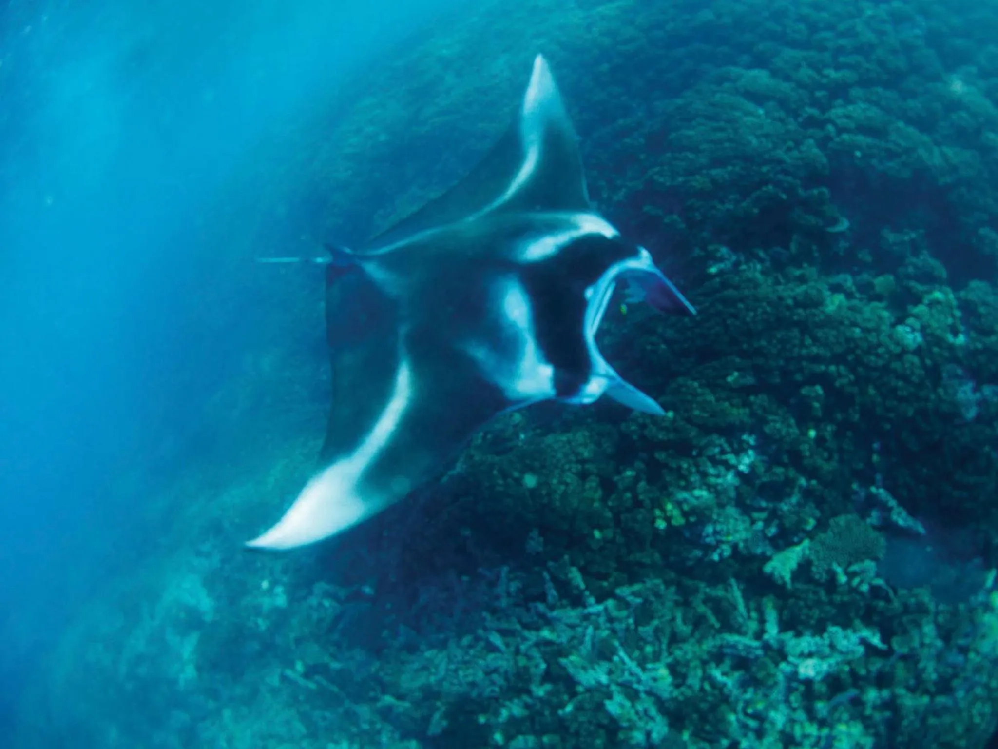 Snorkeling in Mantaray Island Resort