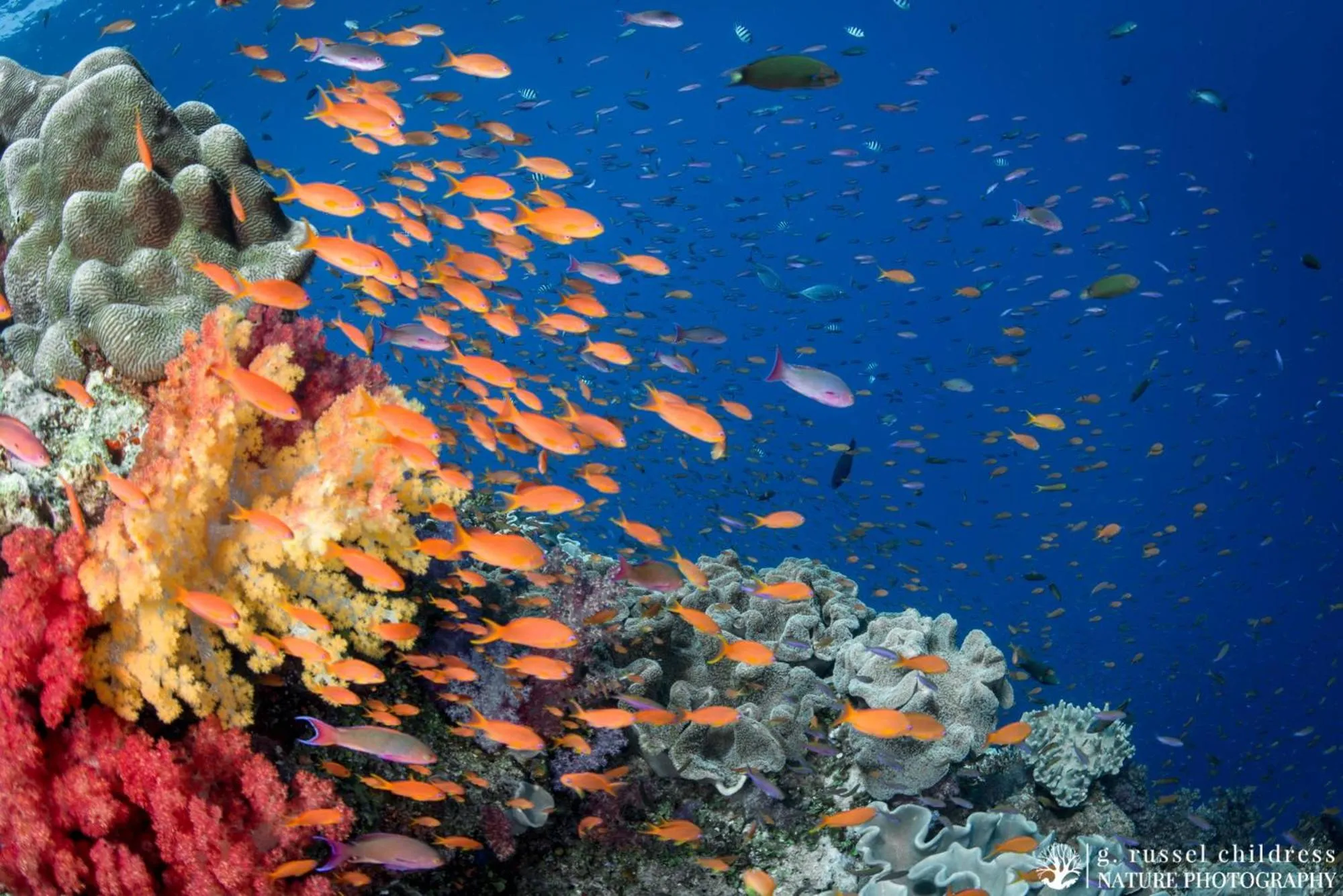 Snorkeling in Volivoli Beach Resort
