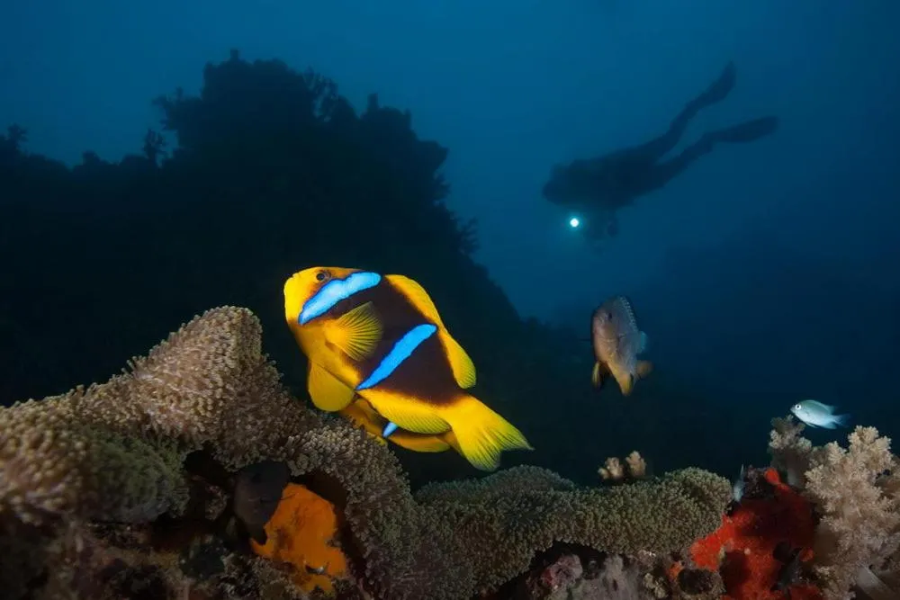 Diving in Volivoli Beach Resort