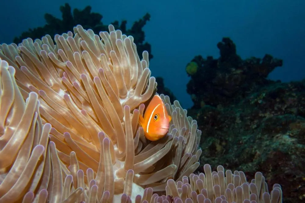 Diving in Volivoli Beach Resort
