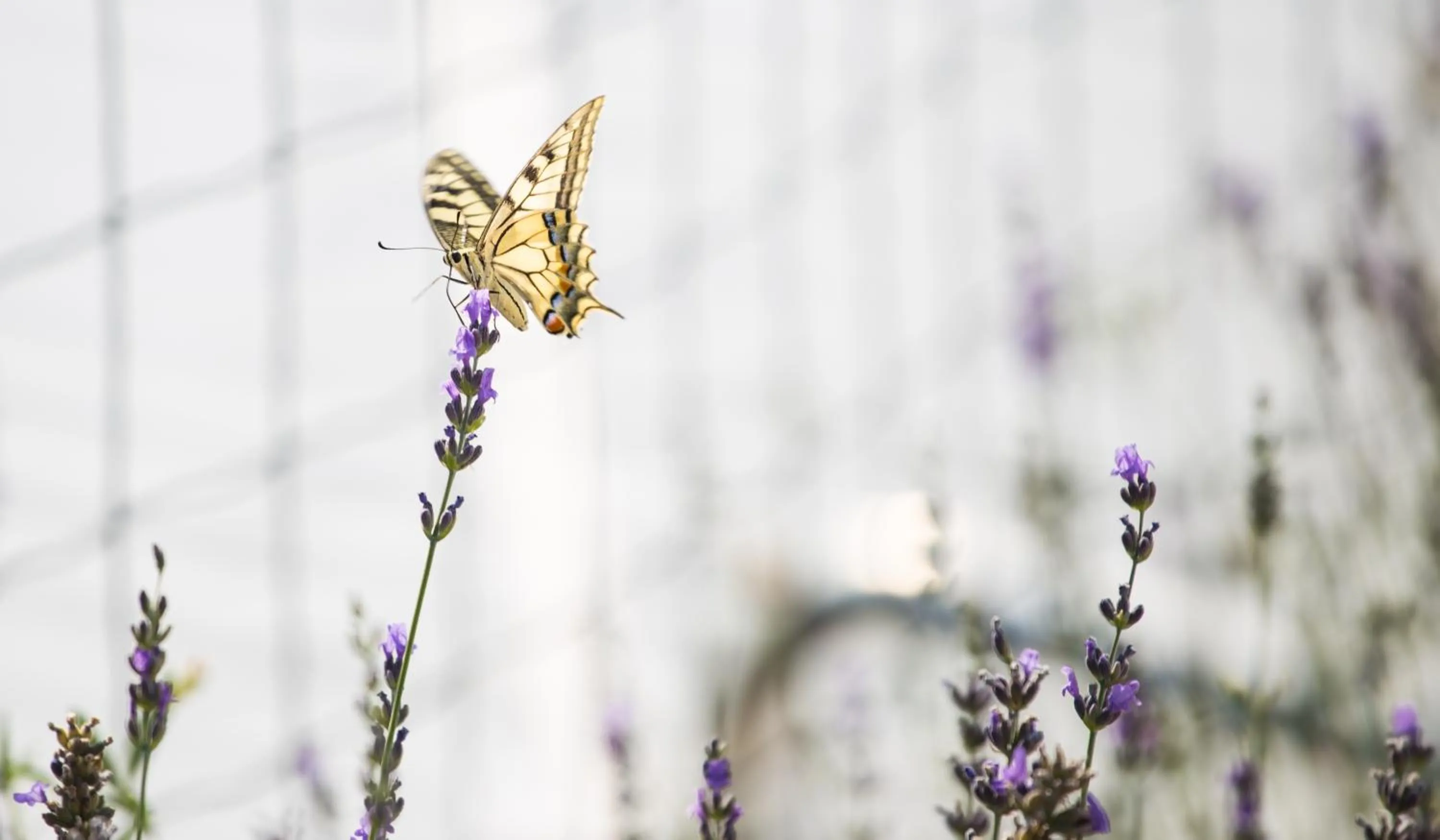 Neighbourhood in Lavanda Mobile Homes & Villas