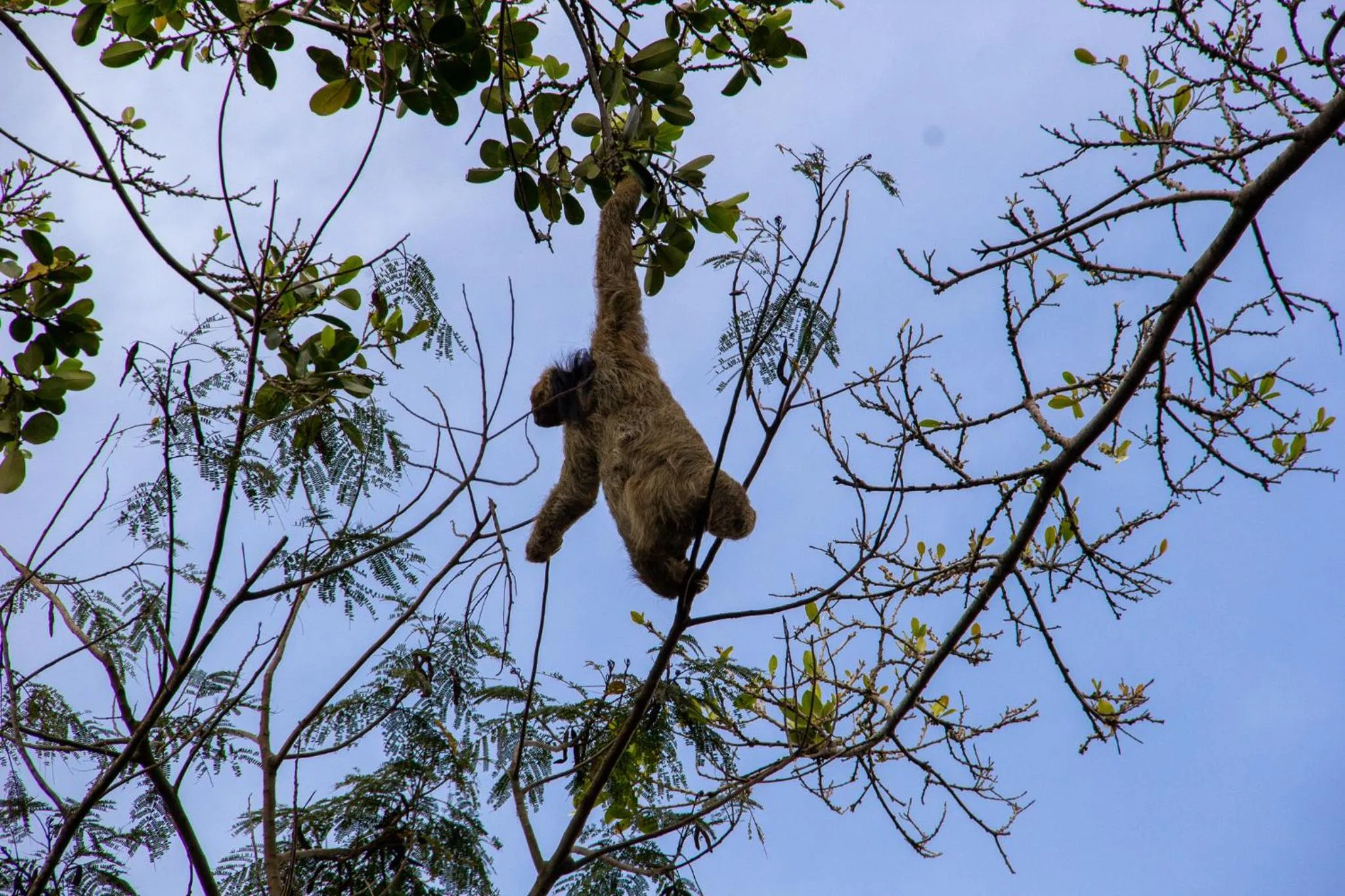 Animals in Recanto dos Pássaros Zen Apartamentos em meio de Natureza