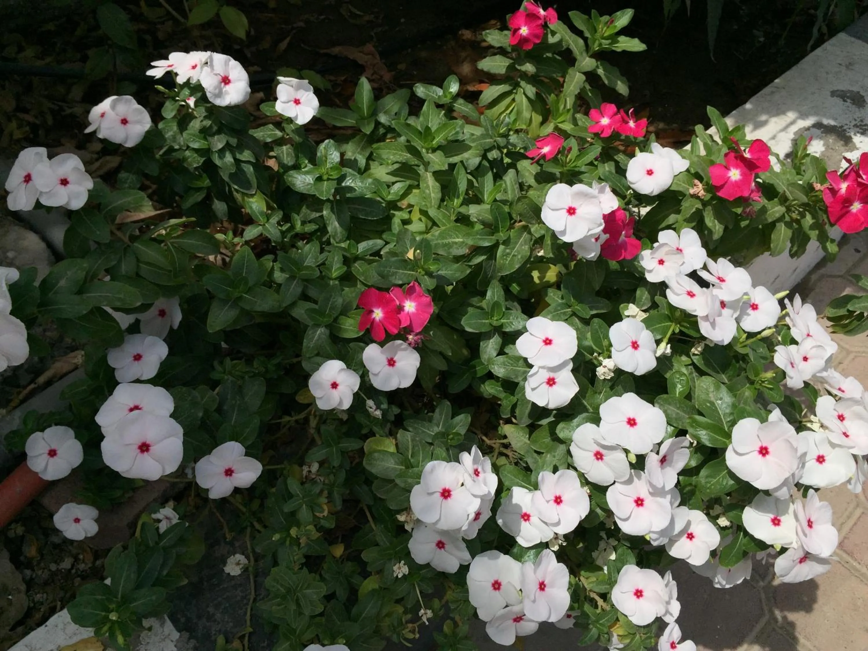 Hotel Al Madinah Holiday