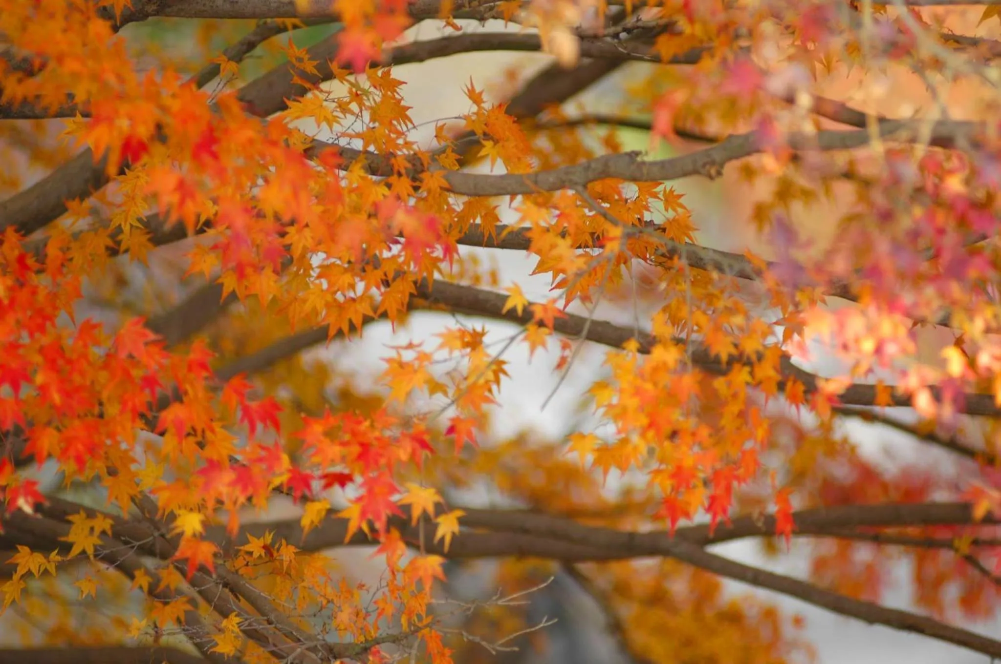 Natural landscape in Sagayamato Onsen Hotel Amandi