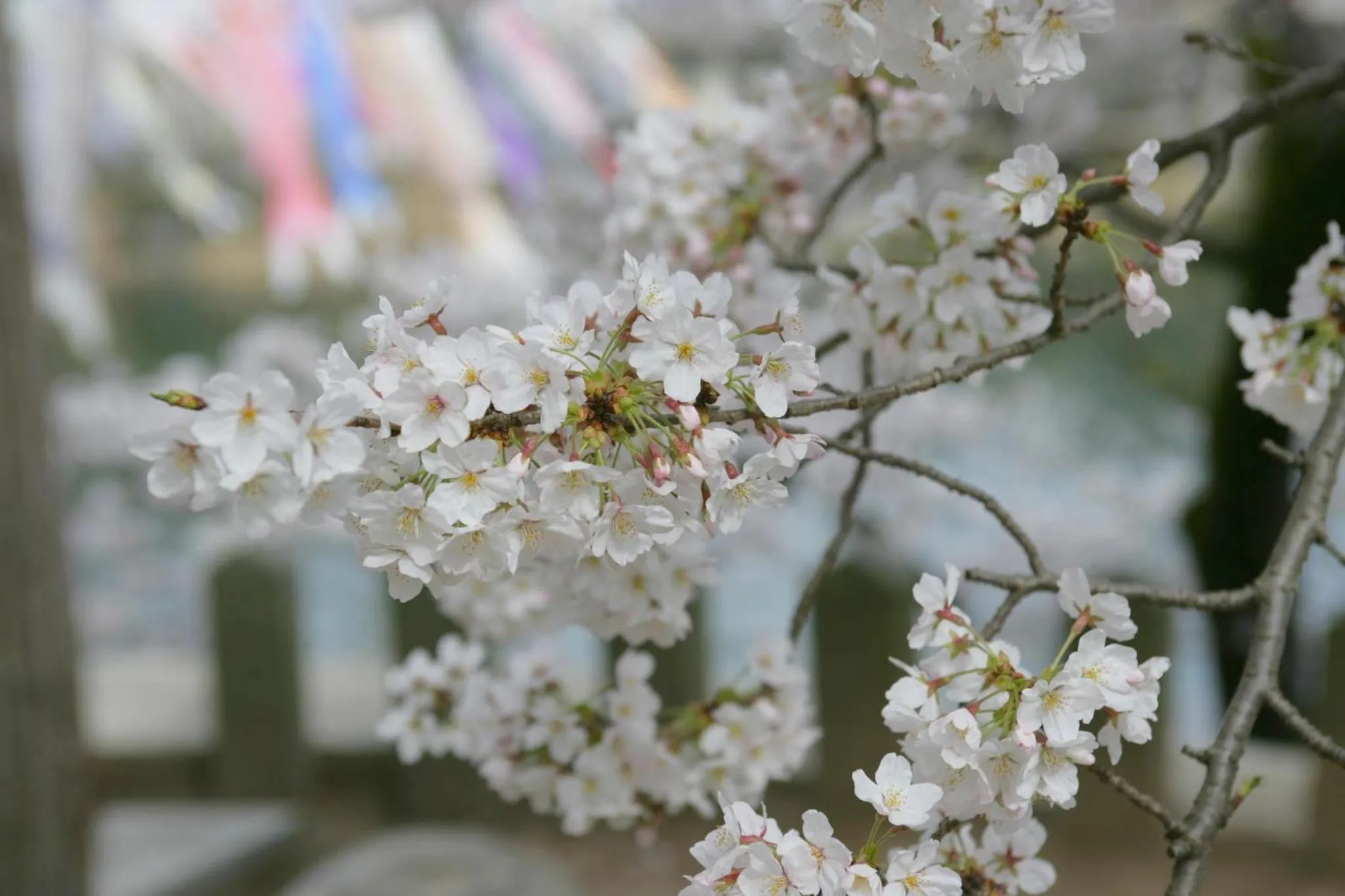 Spring in Sagayamato Onsen Hotel Amandi