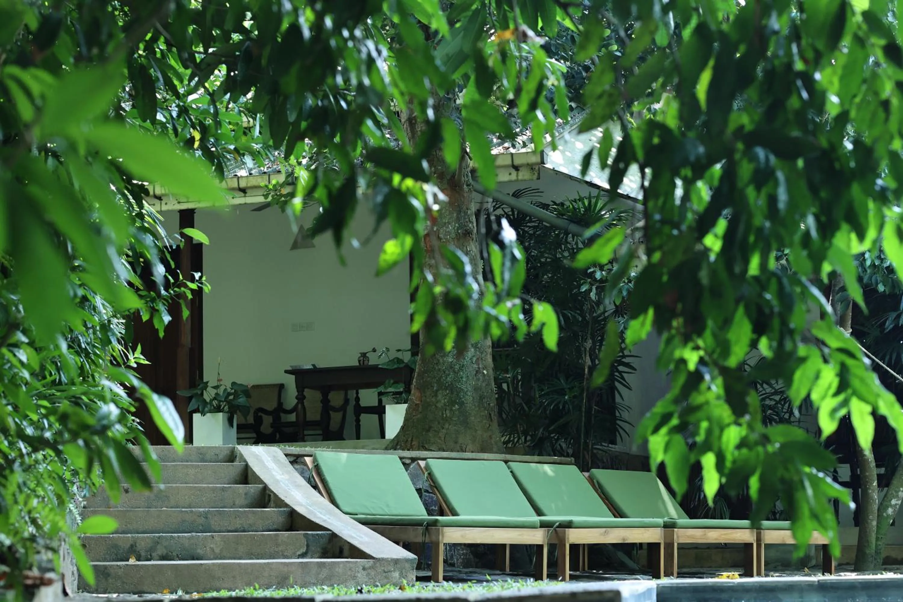 sunbed in Ceylon Olive Galle