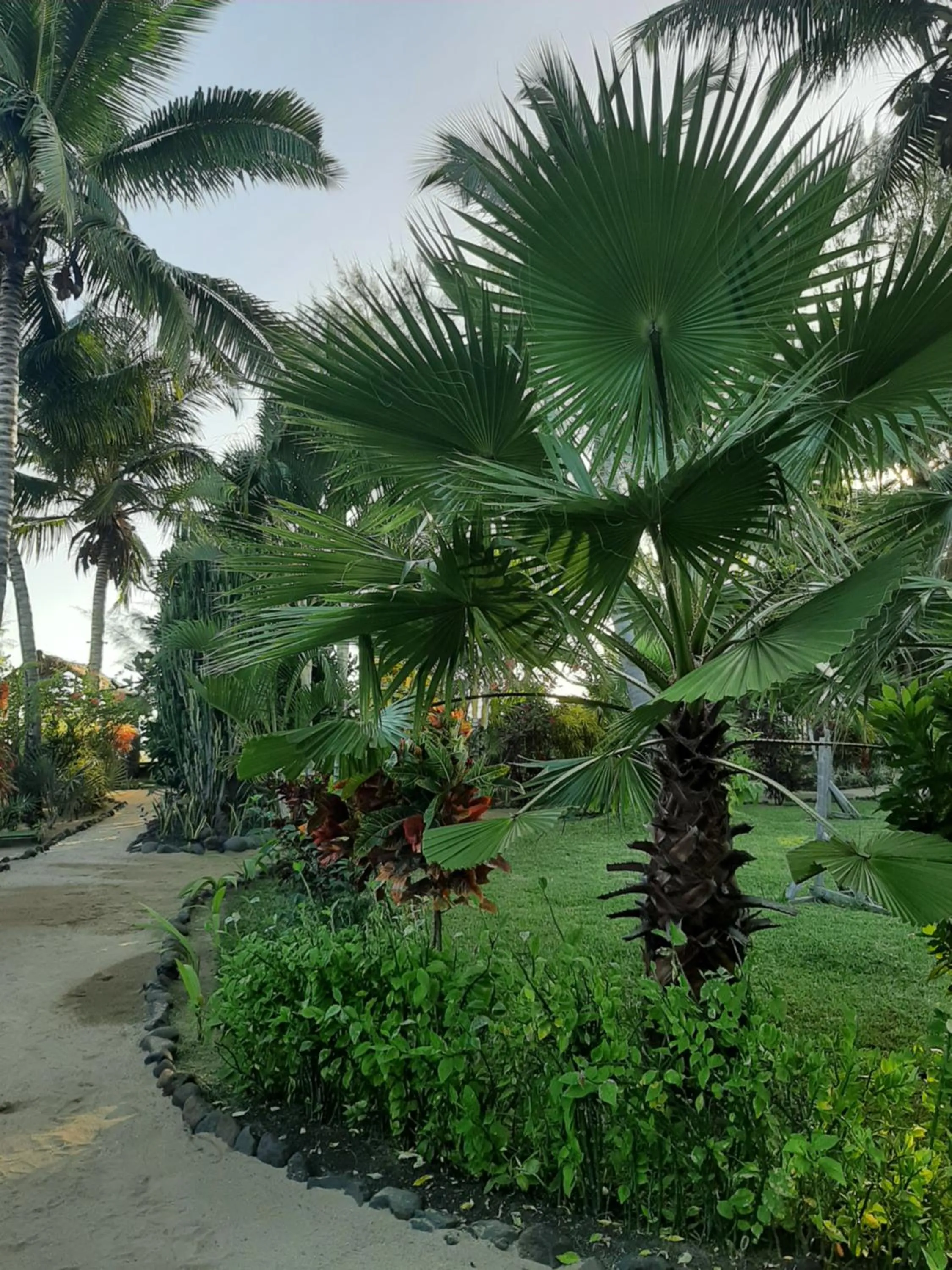 Garden in Le Moya Beach
