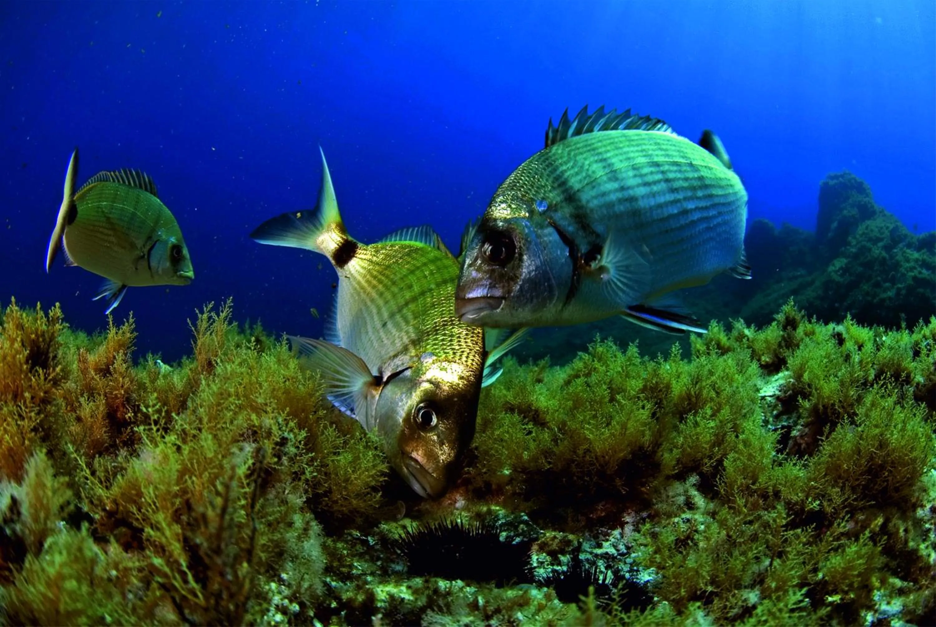 Diving in Arhontiko Hotel