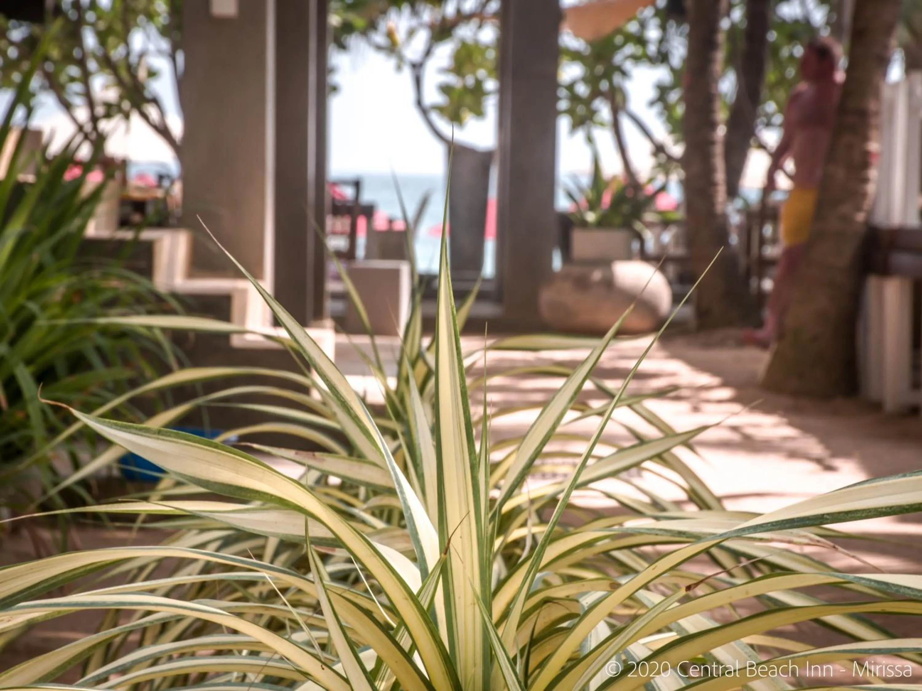 Garden in Central Beach Inn
