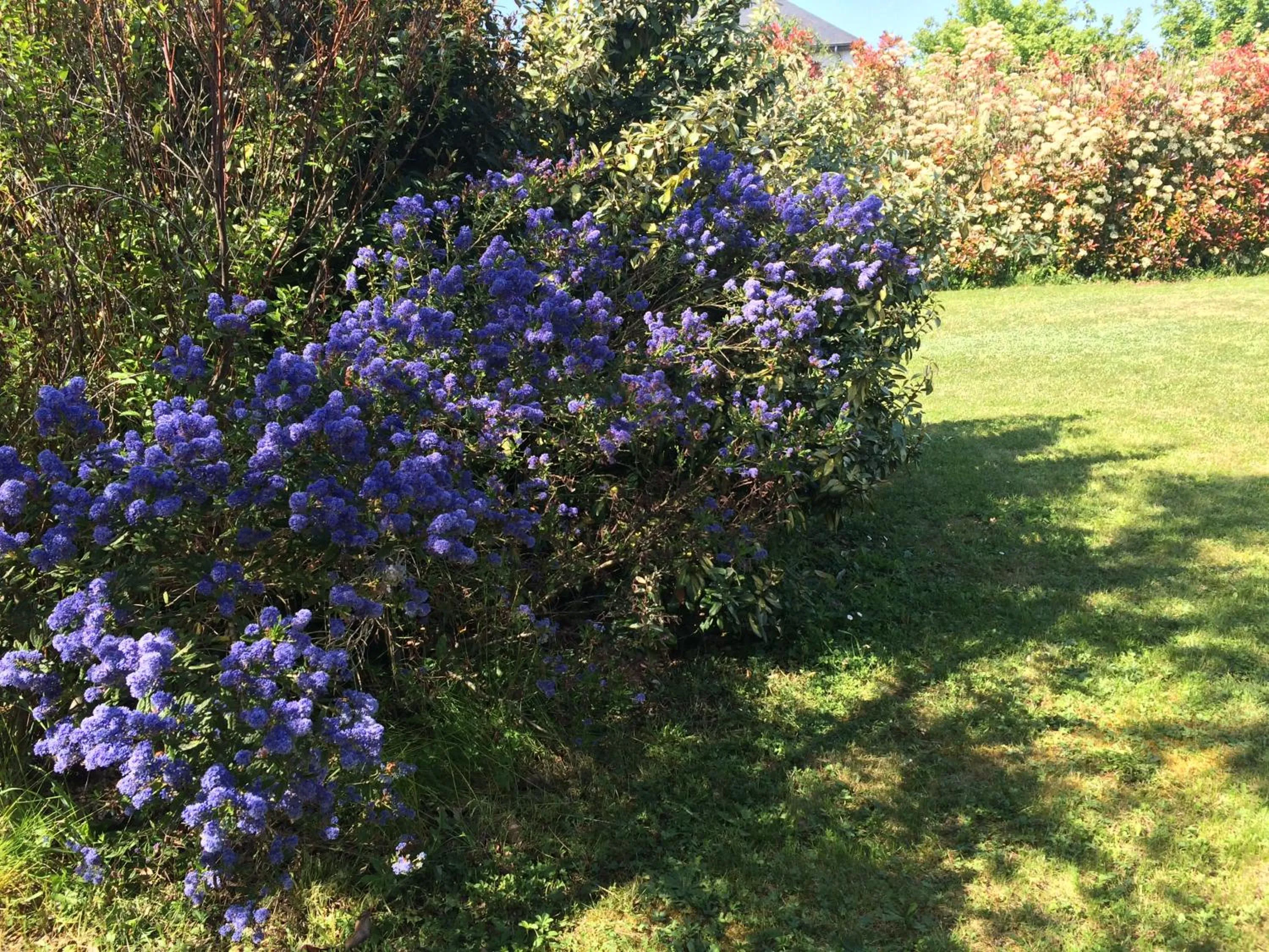 Garden in CoTTAGE LA VILLA BOLERO