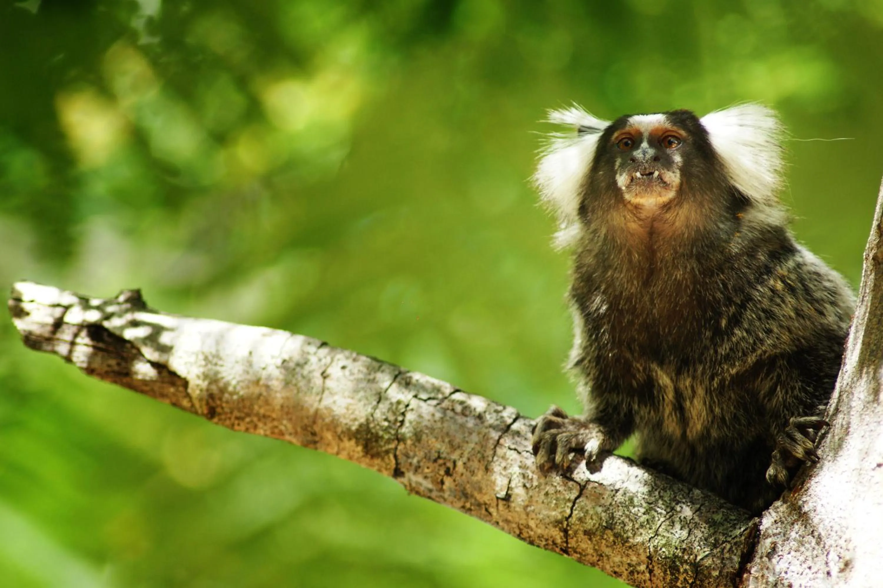 Garden in Hotel Aconchego Porto de Galinhas