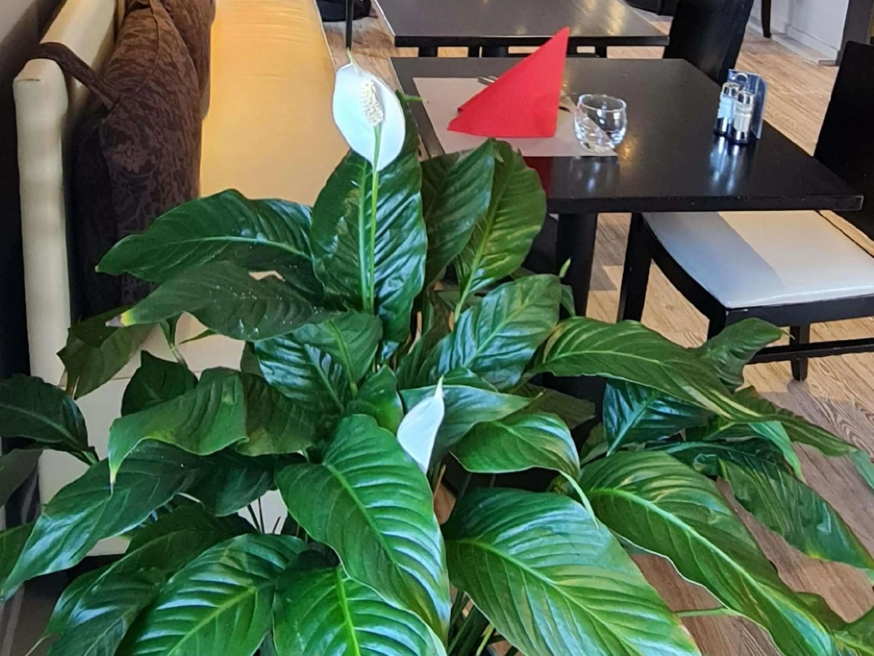 Restaurant/places to eat in ibis Vannes