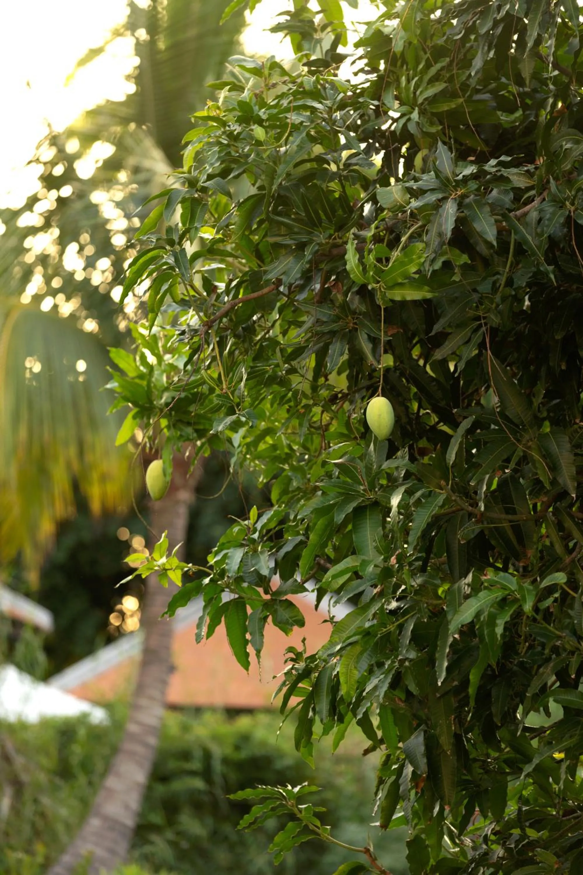 Garden in Anantara Mui Ne Resort