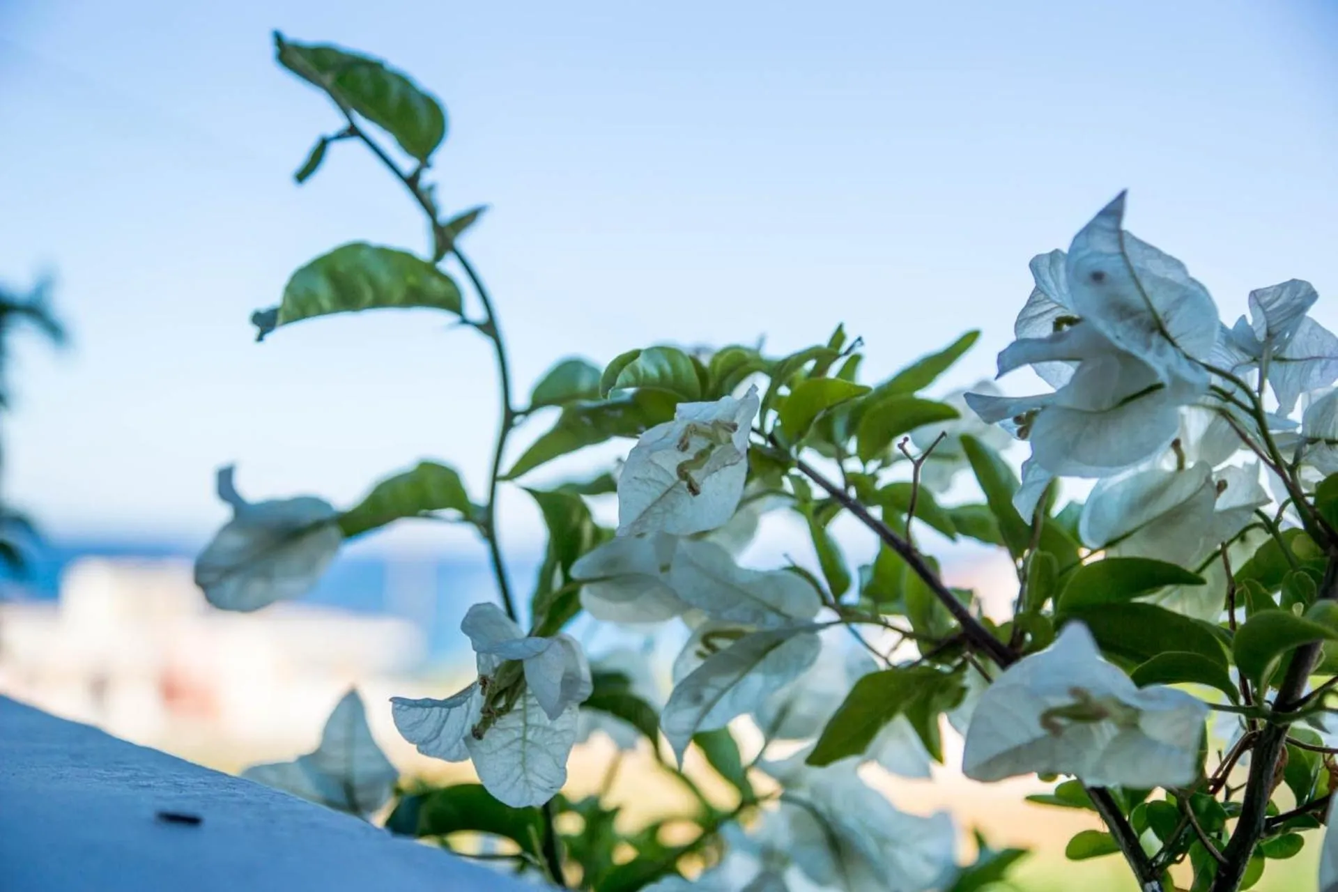 Sea view in Studios Petra