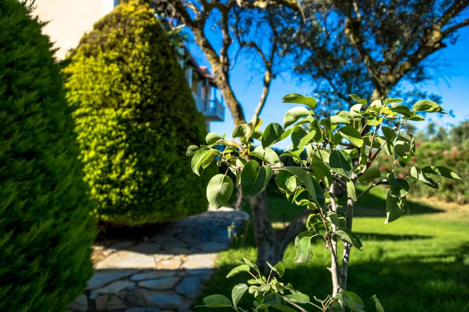 Garden in Studios Petra