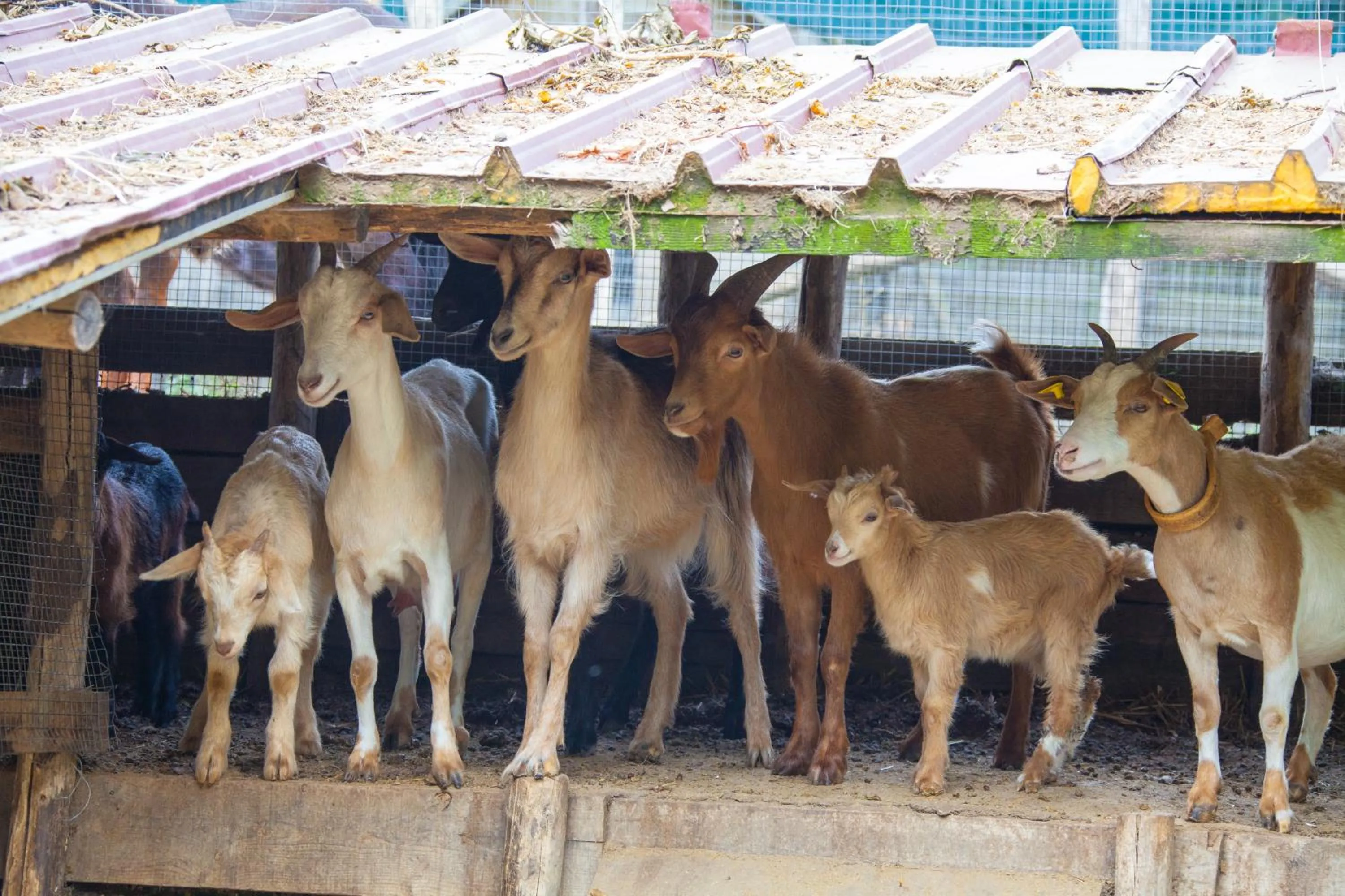 Pets in Agriturismo La Casa Del Ghiro