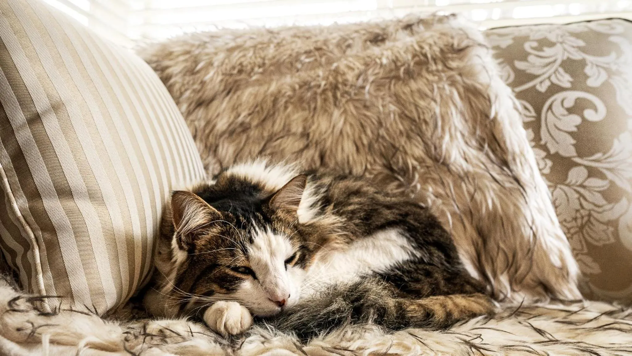 Animals in Glencoe Country Bed and Breakfast