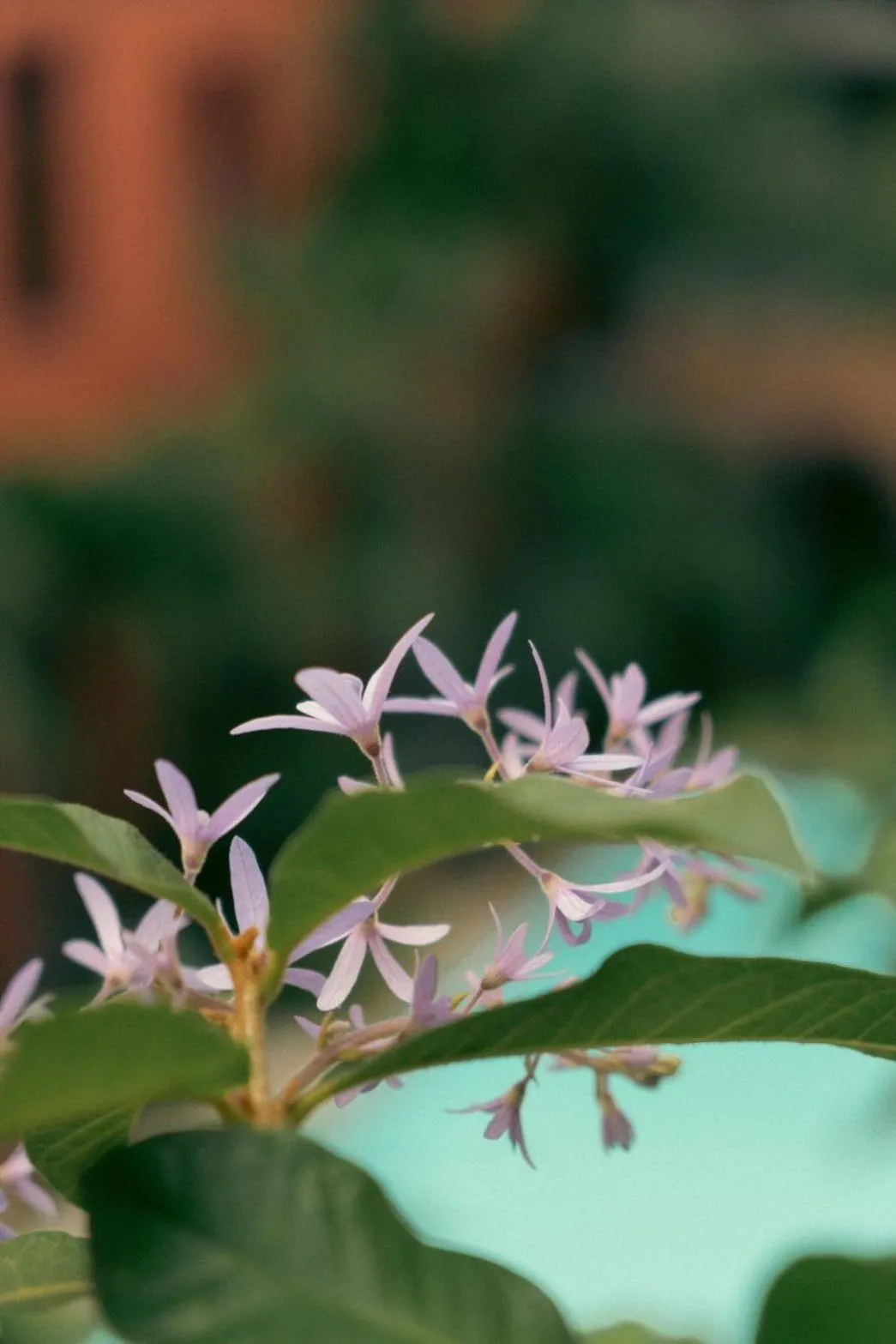 Inner courtyard view in Baansuanprannok Hotel