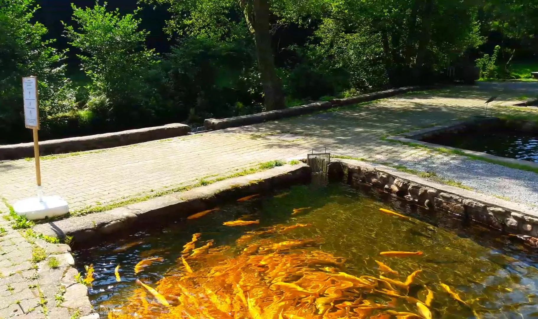 Animals in Nashira Kurpark Hotel