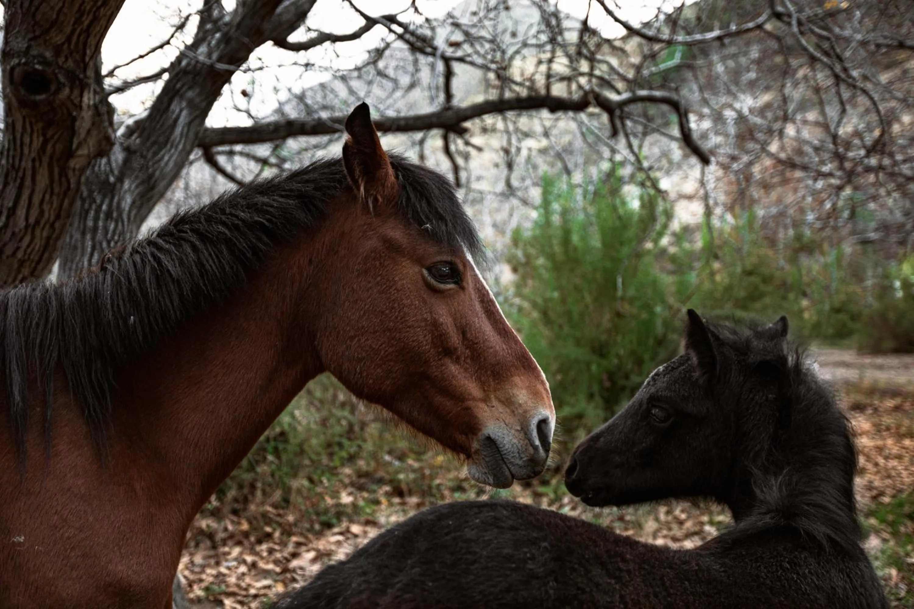 Horse-riding in Casona El Resguardo