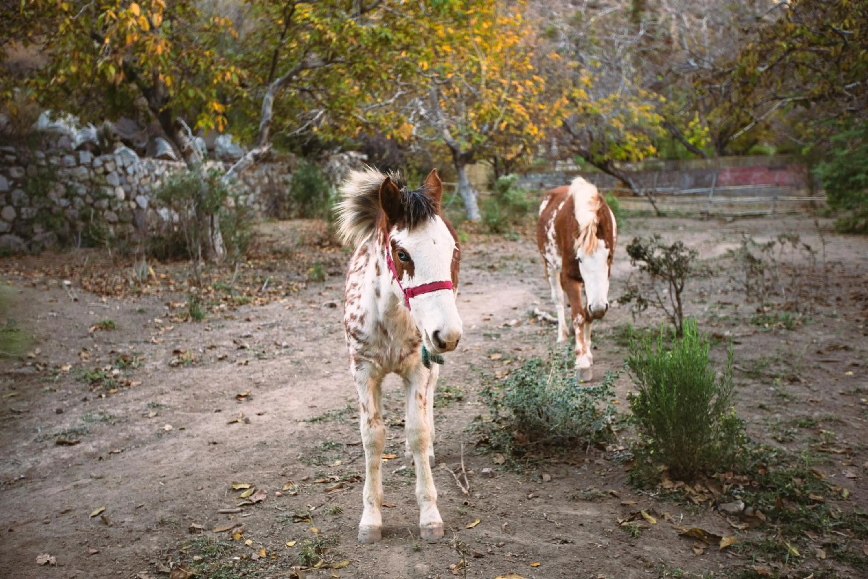 Horse-riding in Casona El Resguardo