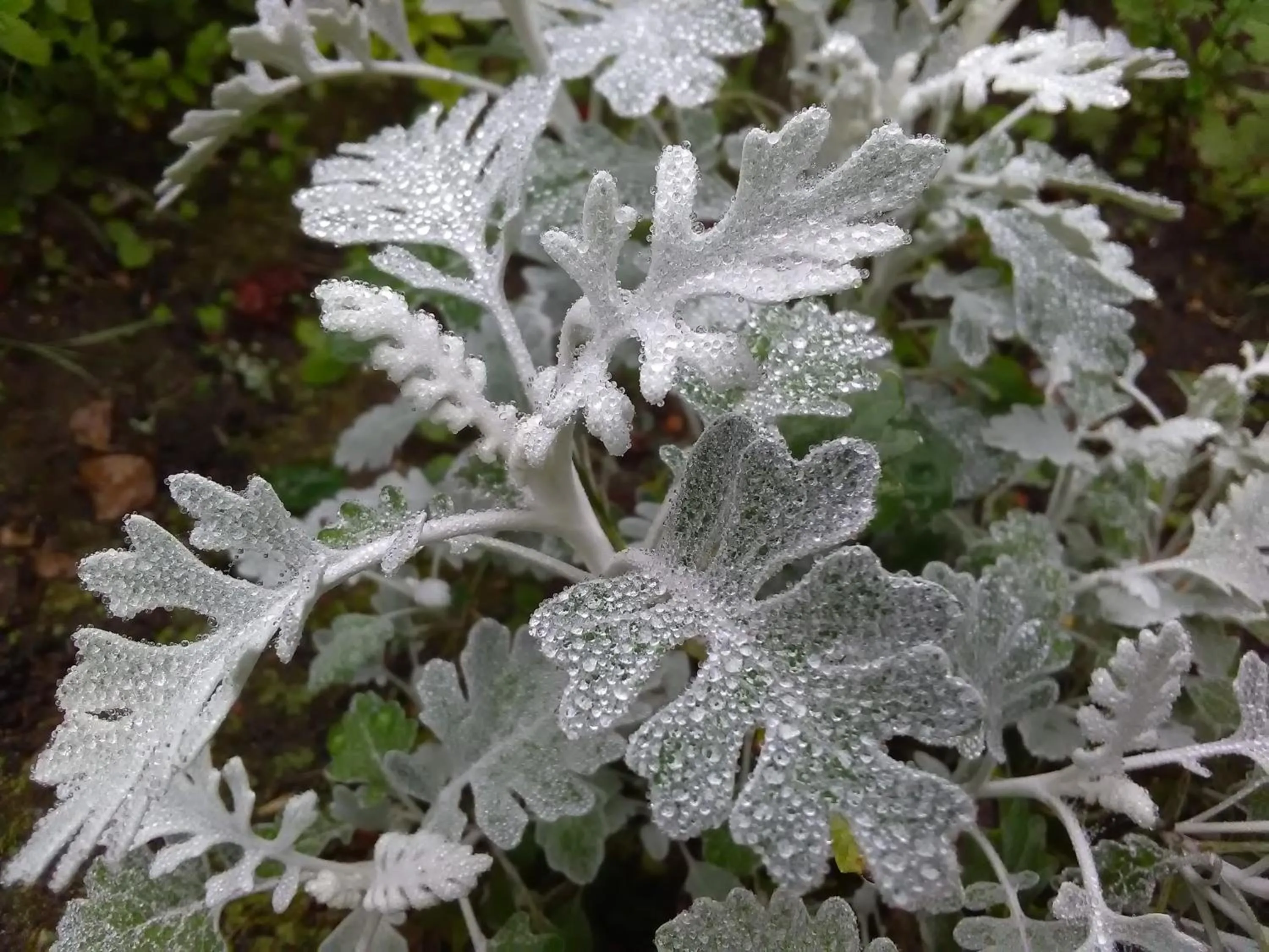 Garden in Rue du Château