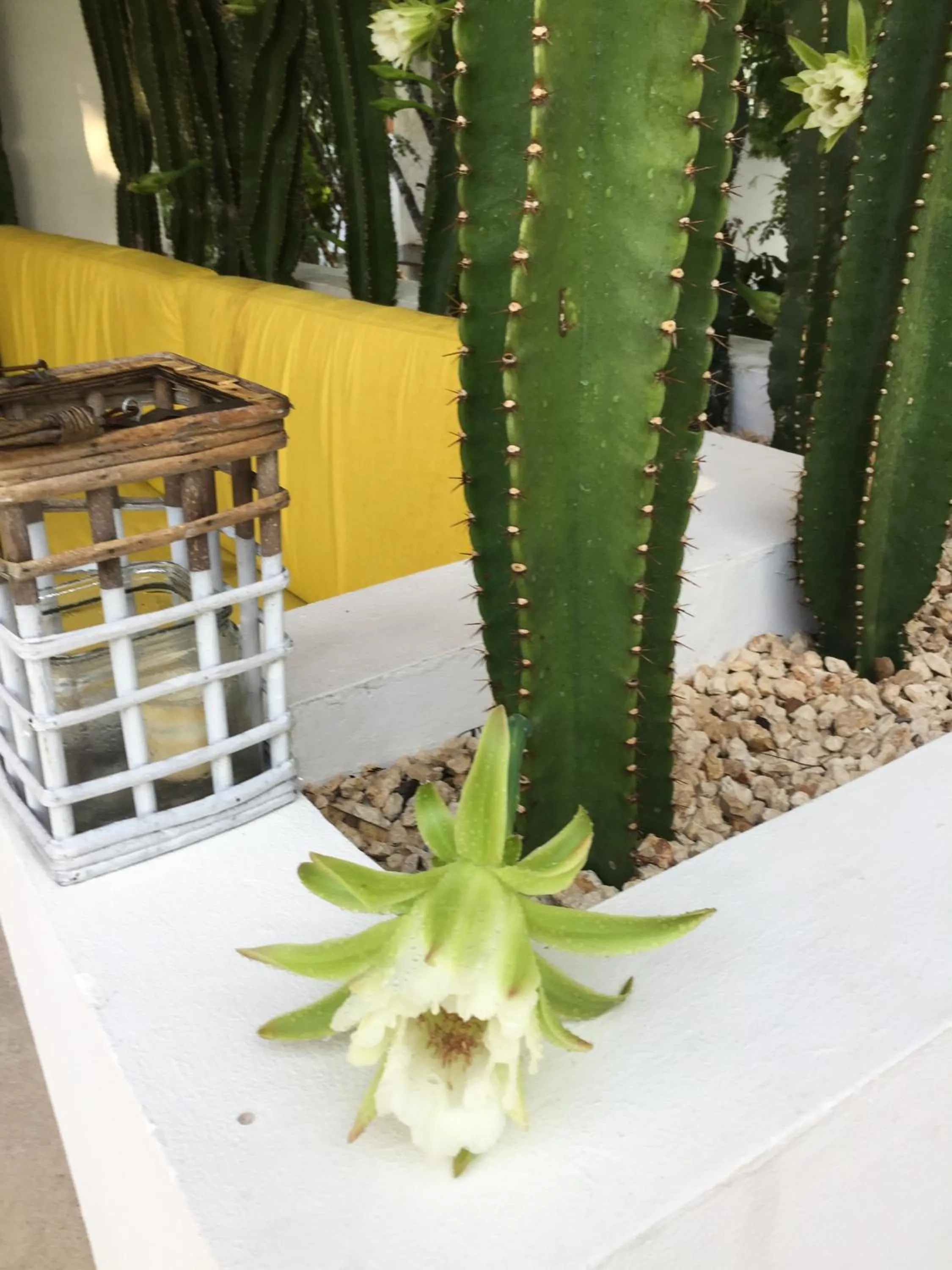 Balcony/Terrace in Luxury Private Villas , Private Pool, Private garden, Jacuzzi, 24hours security