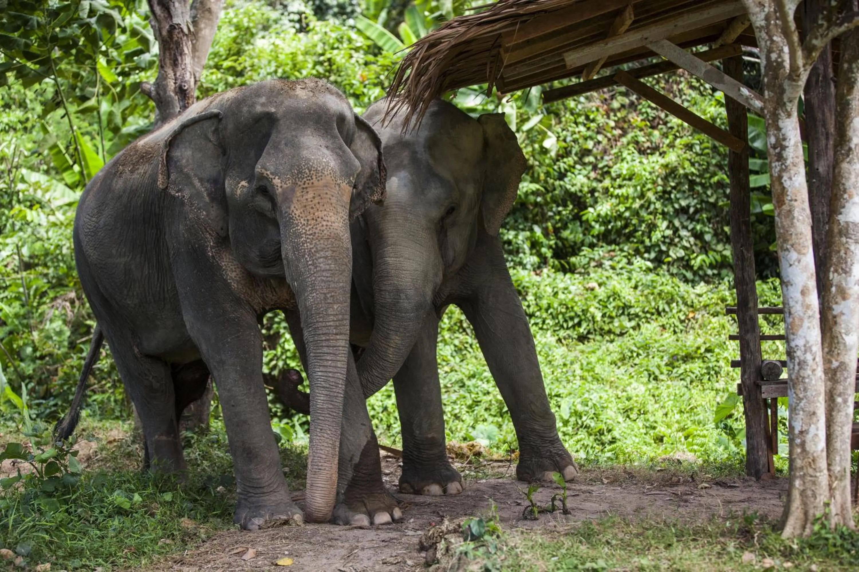Natural landscape in Rosewood Phuket