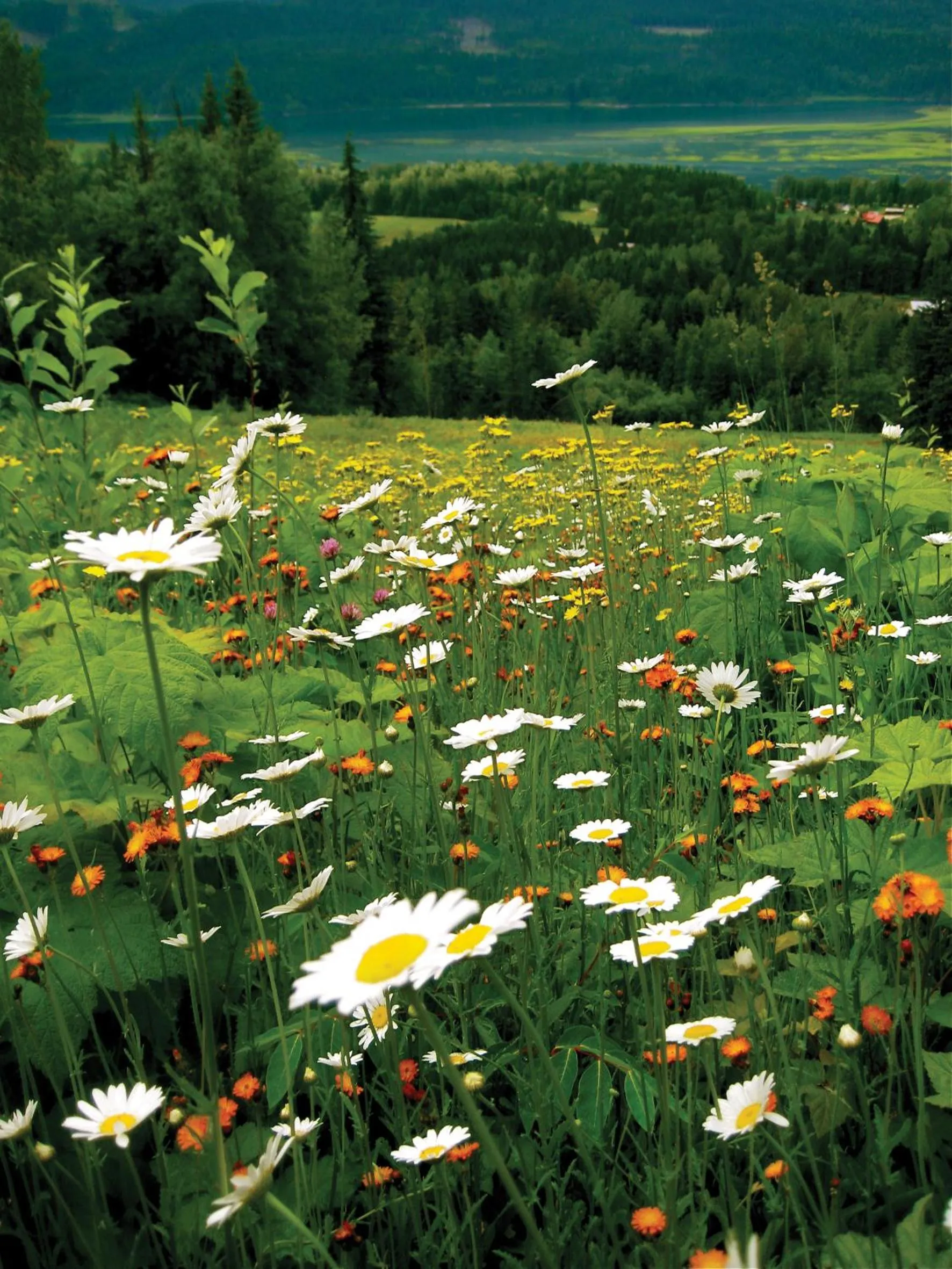 Spring in Glacier House Hotel & Resort