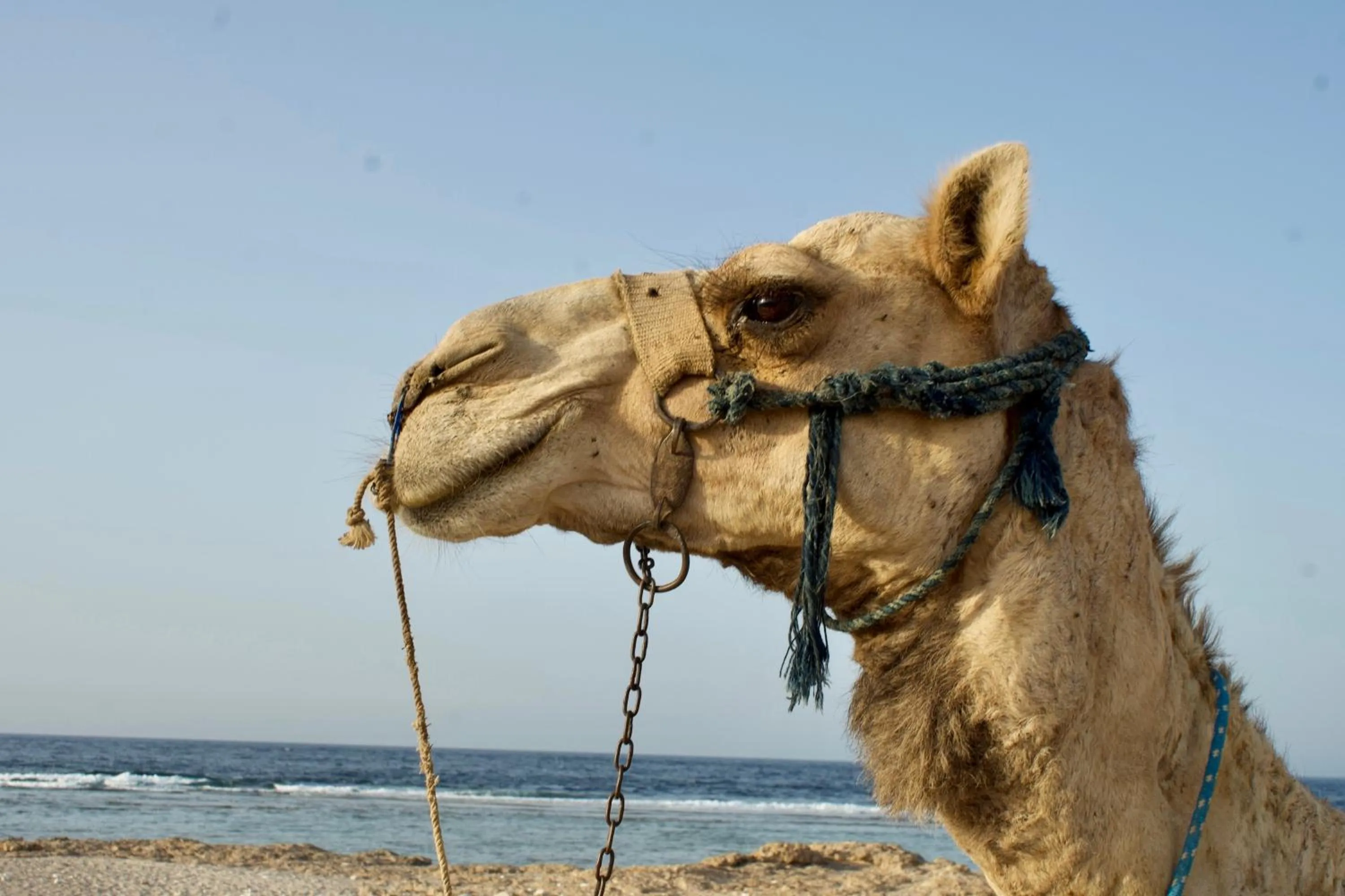 Horse-riding in Radisson Blu Resort El Quseir