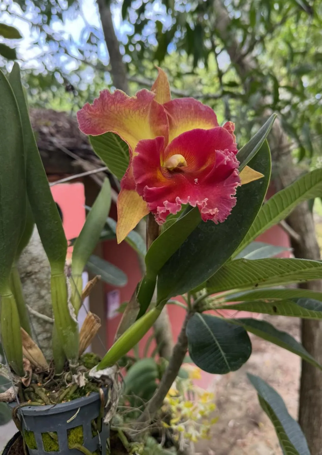 Garden in SeaEsta Beach