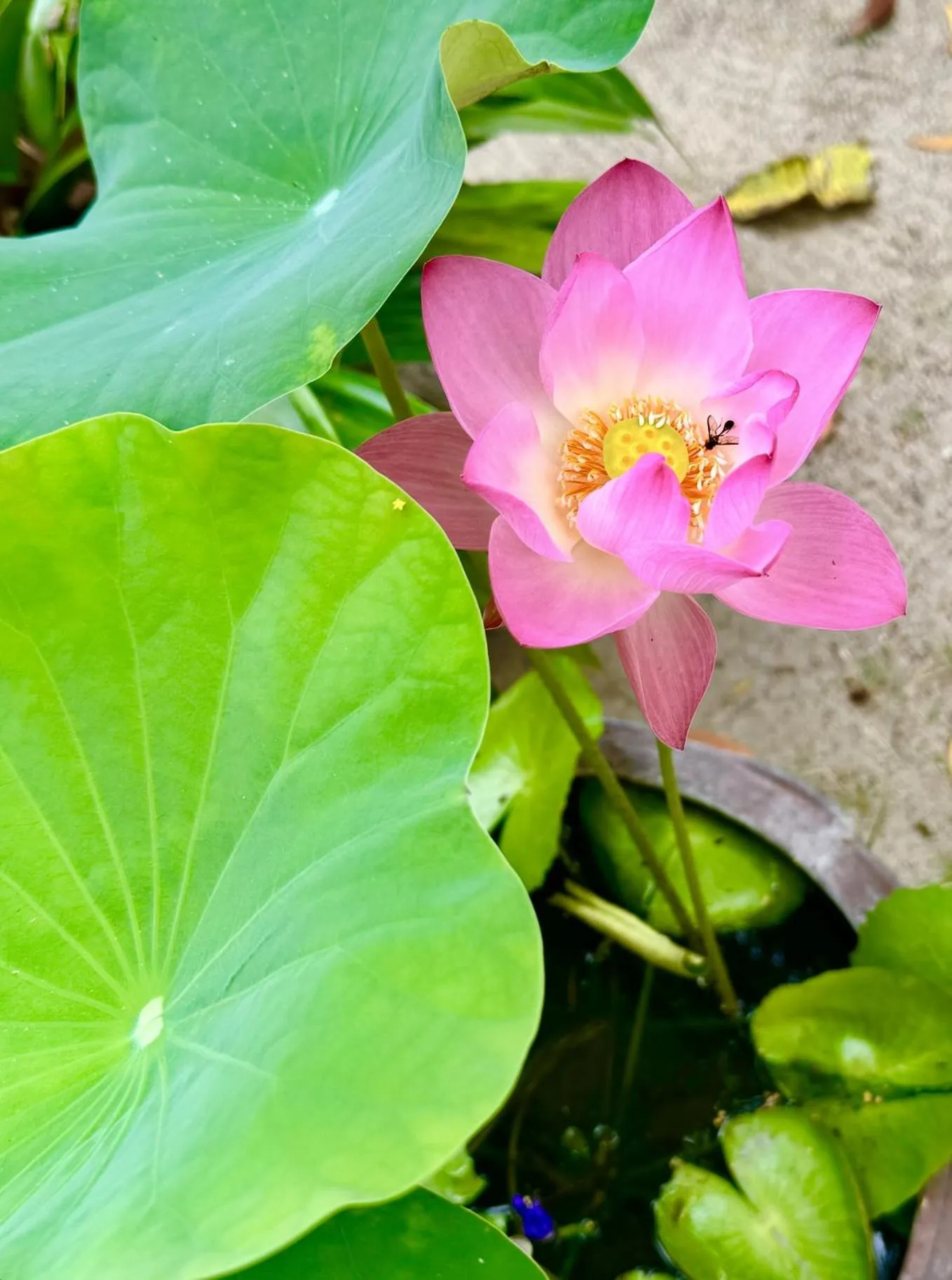 Garden in SeaEsta Beach