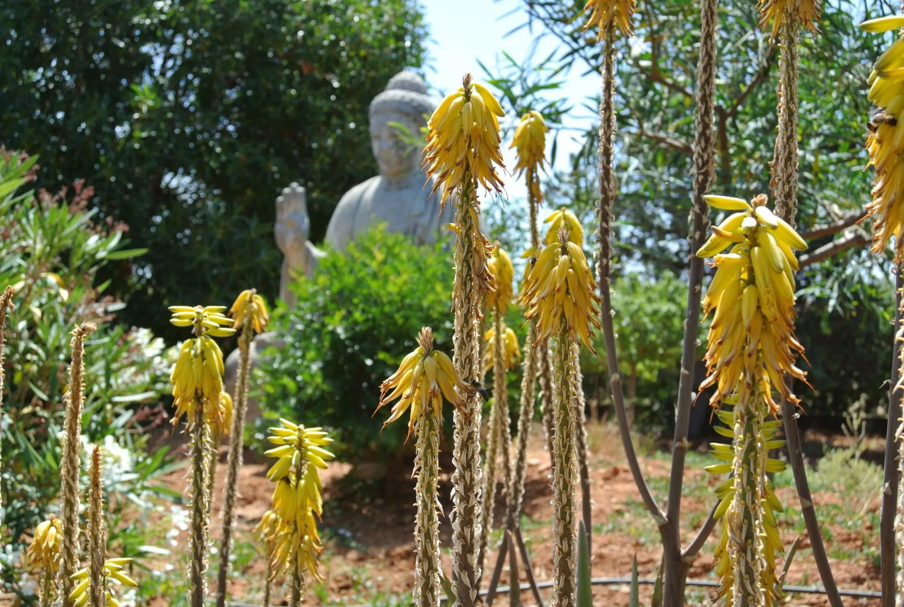 Garden in Agroturismo Finca Sa Tanca