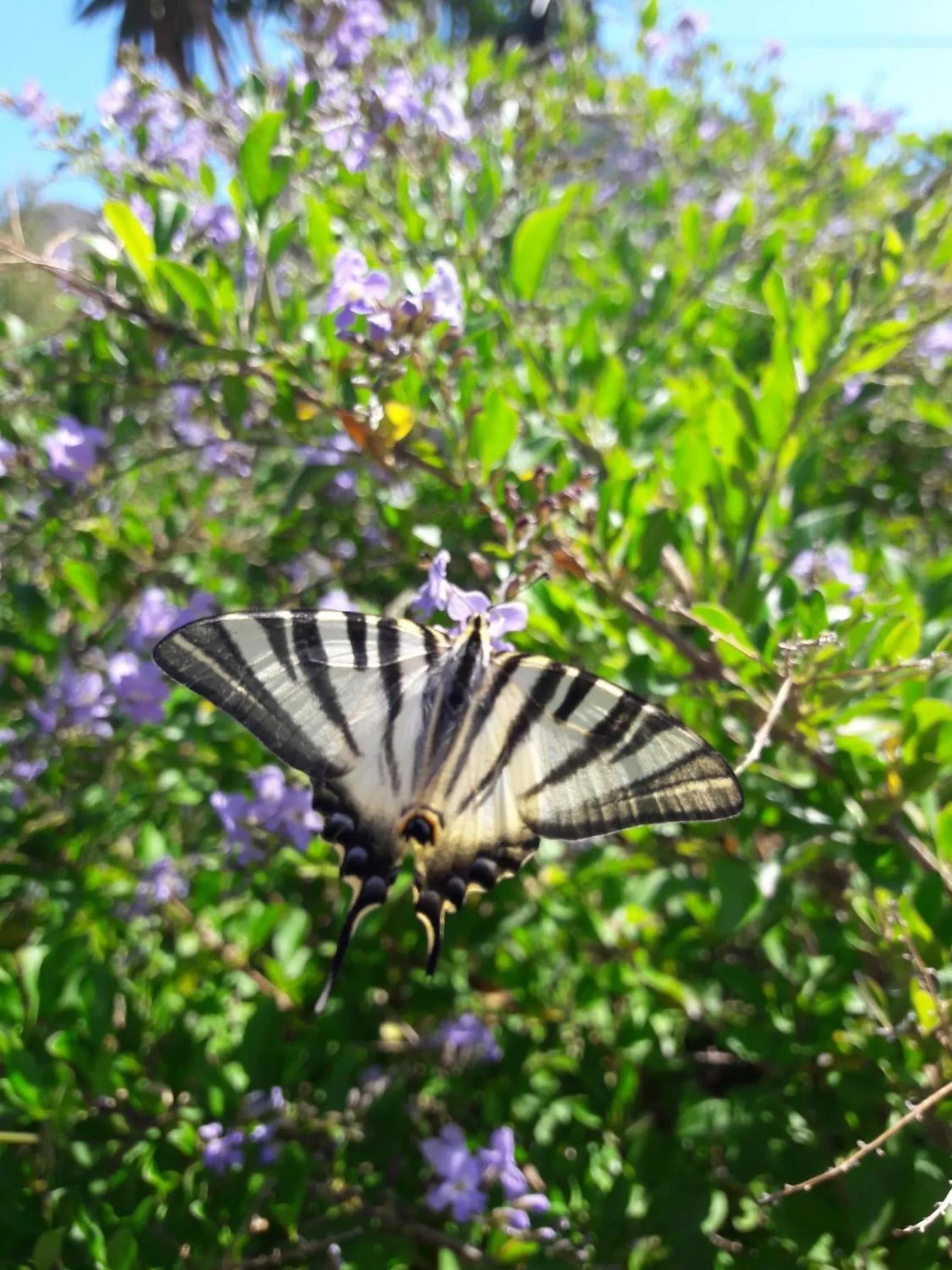Garden in Finca Roca Vista, adults only