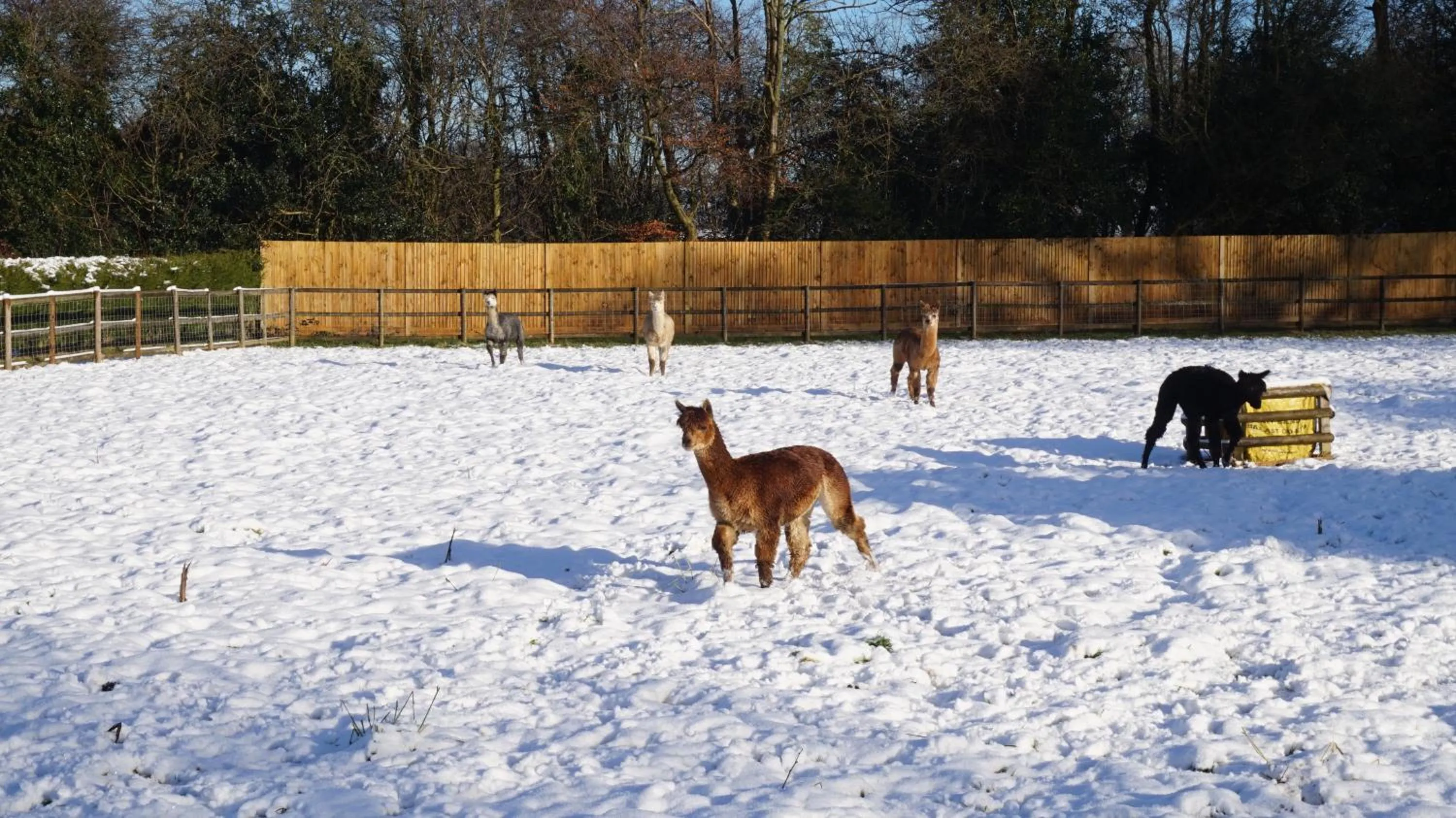 Garden view in The Secret Cottage & Hideaway Caravan
