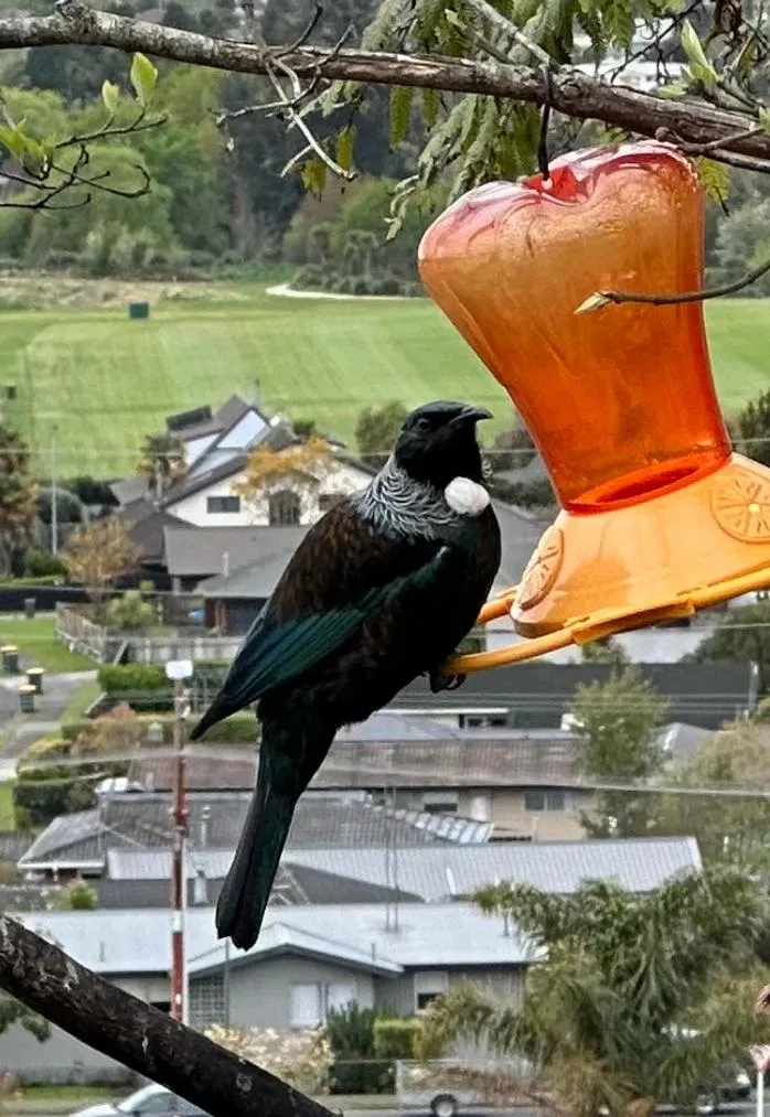 Property building in KARANDA BnB