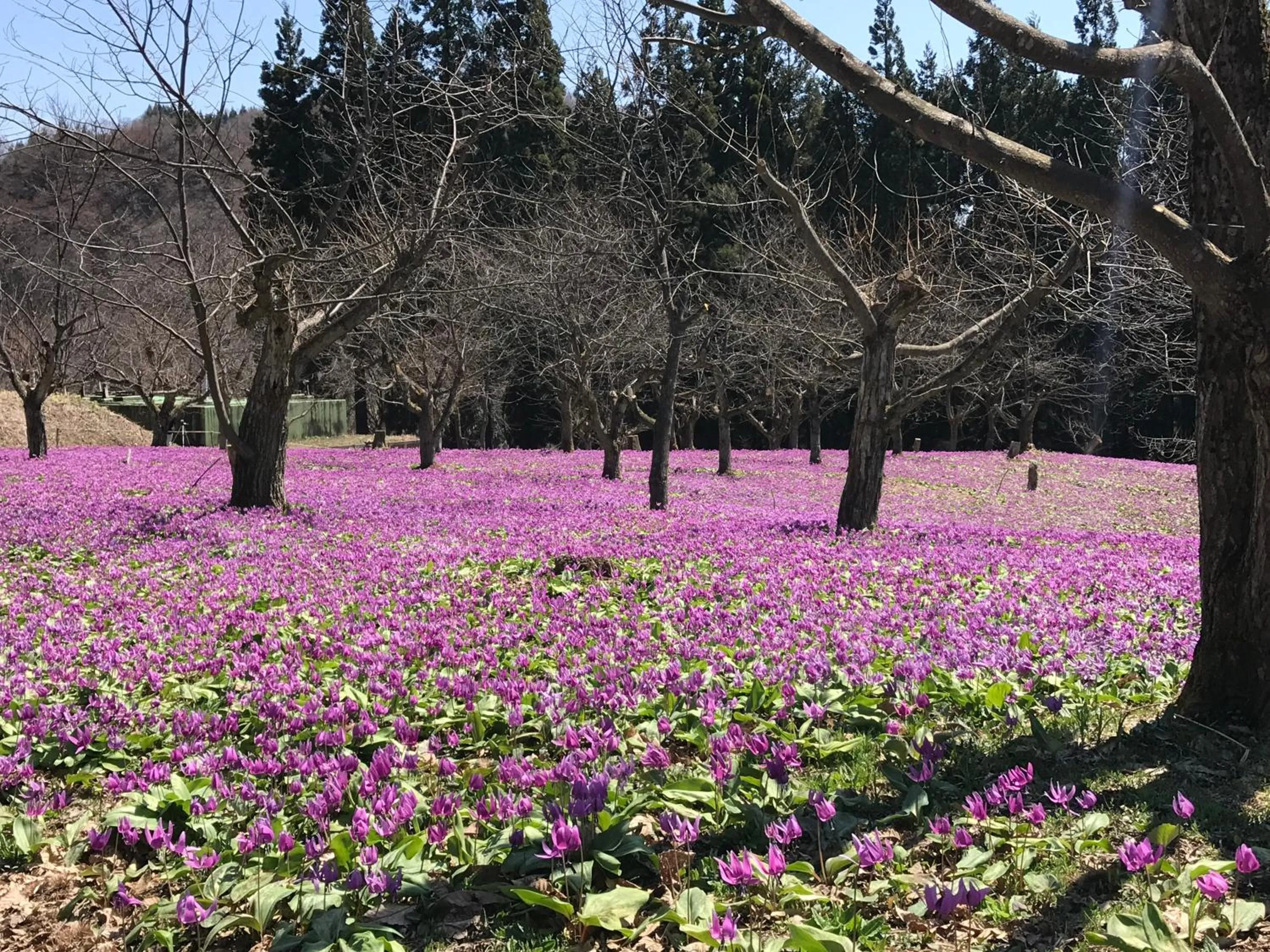 Spring in Kakunodate Guesthouse Fuga