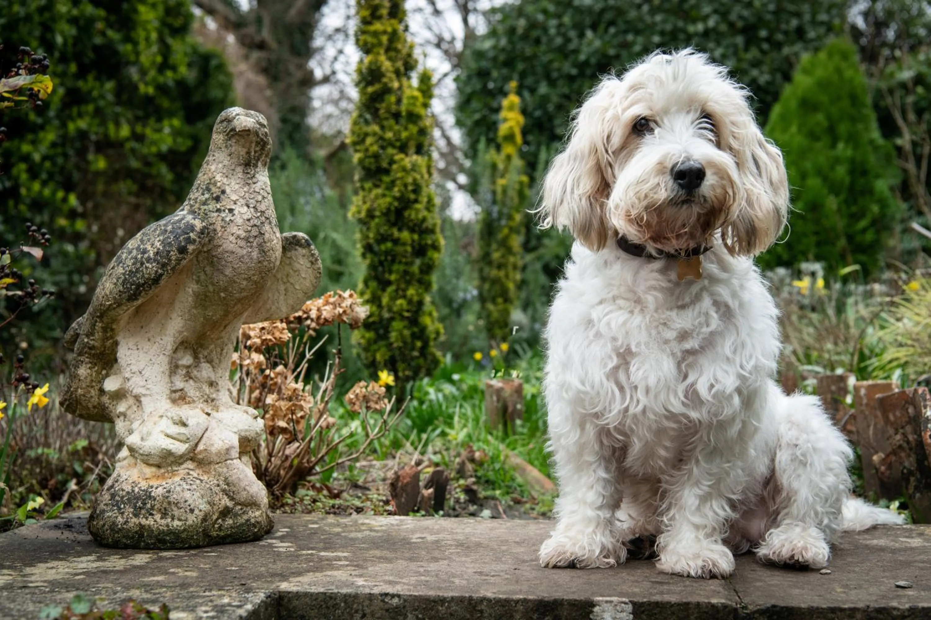 Animals in Luttrell Arms