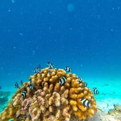 Activities in Beach Veli