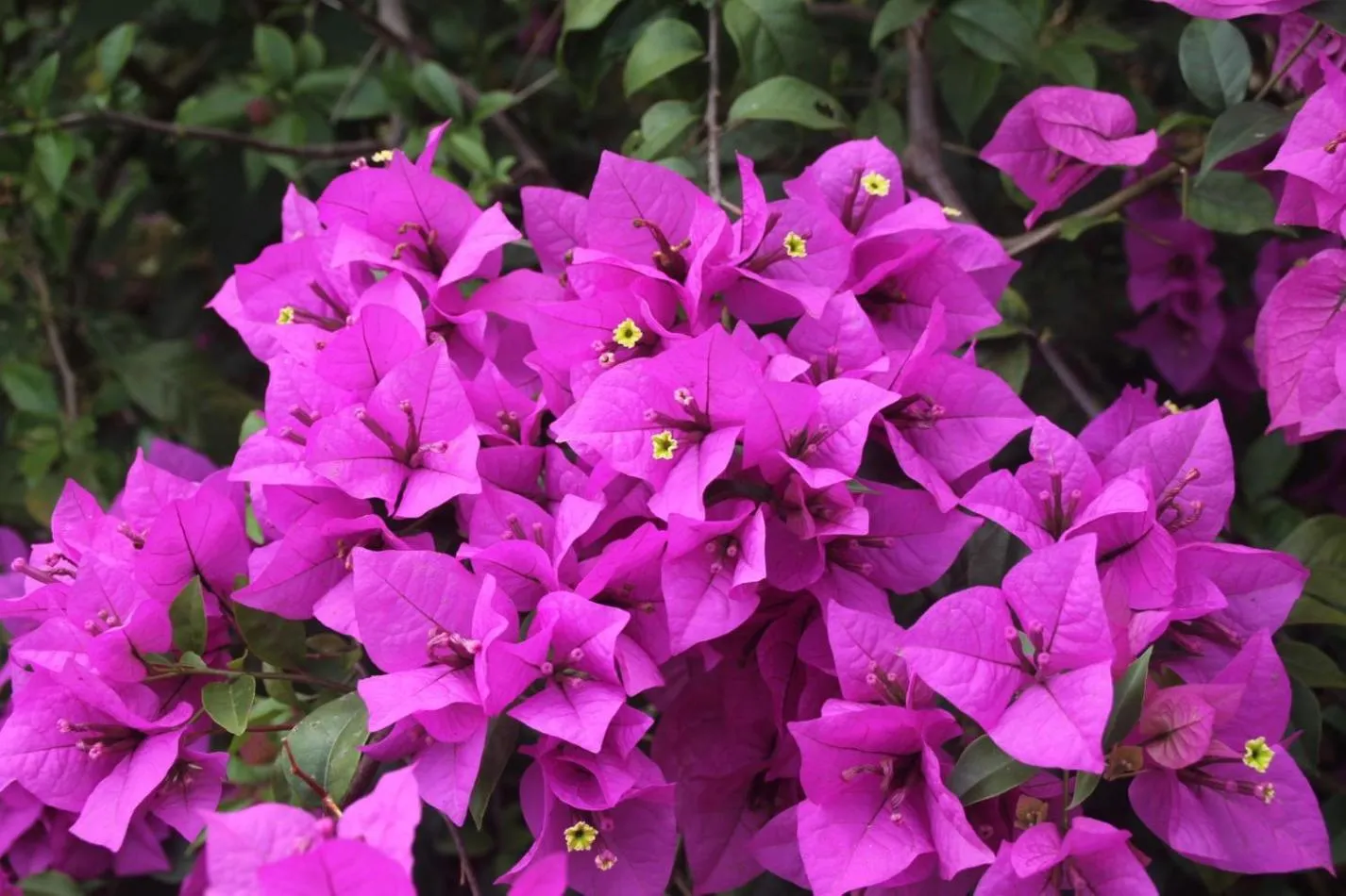 Garden view in Joglo Exotico