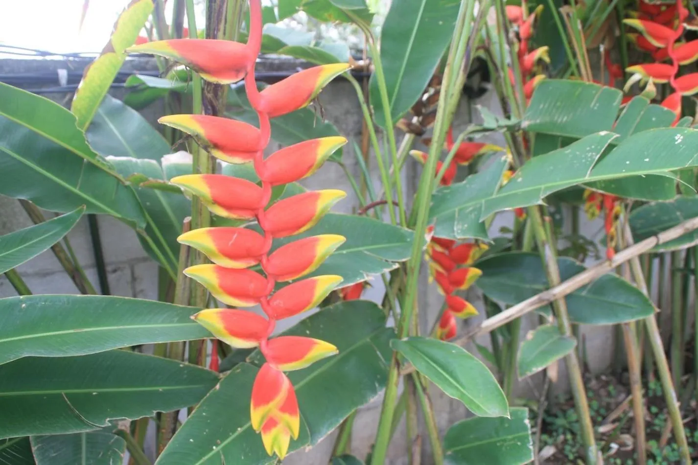 Garden view in Joglo Exotico