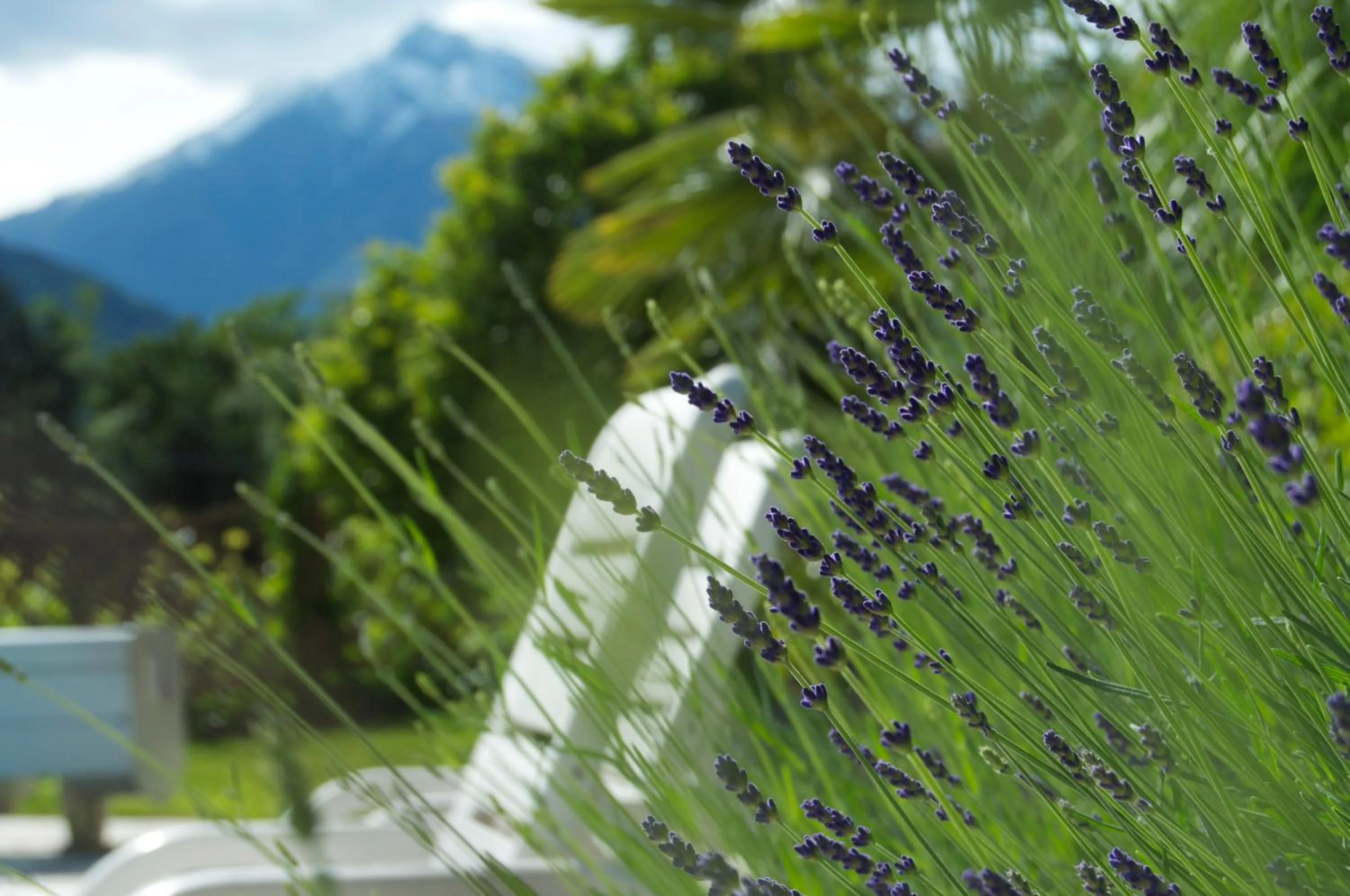 Garden in Hotel Schönbrunn